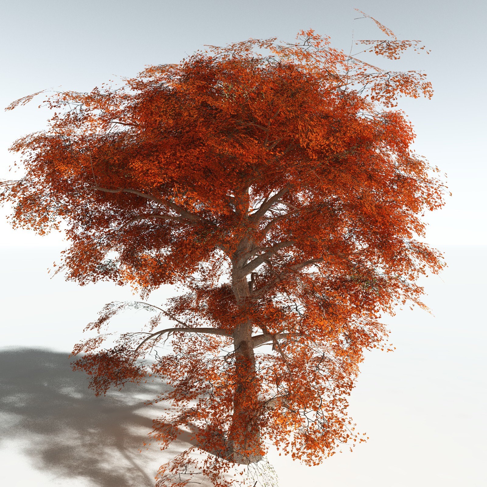 EVERYPlant Cotton Tree for Vue by N/A