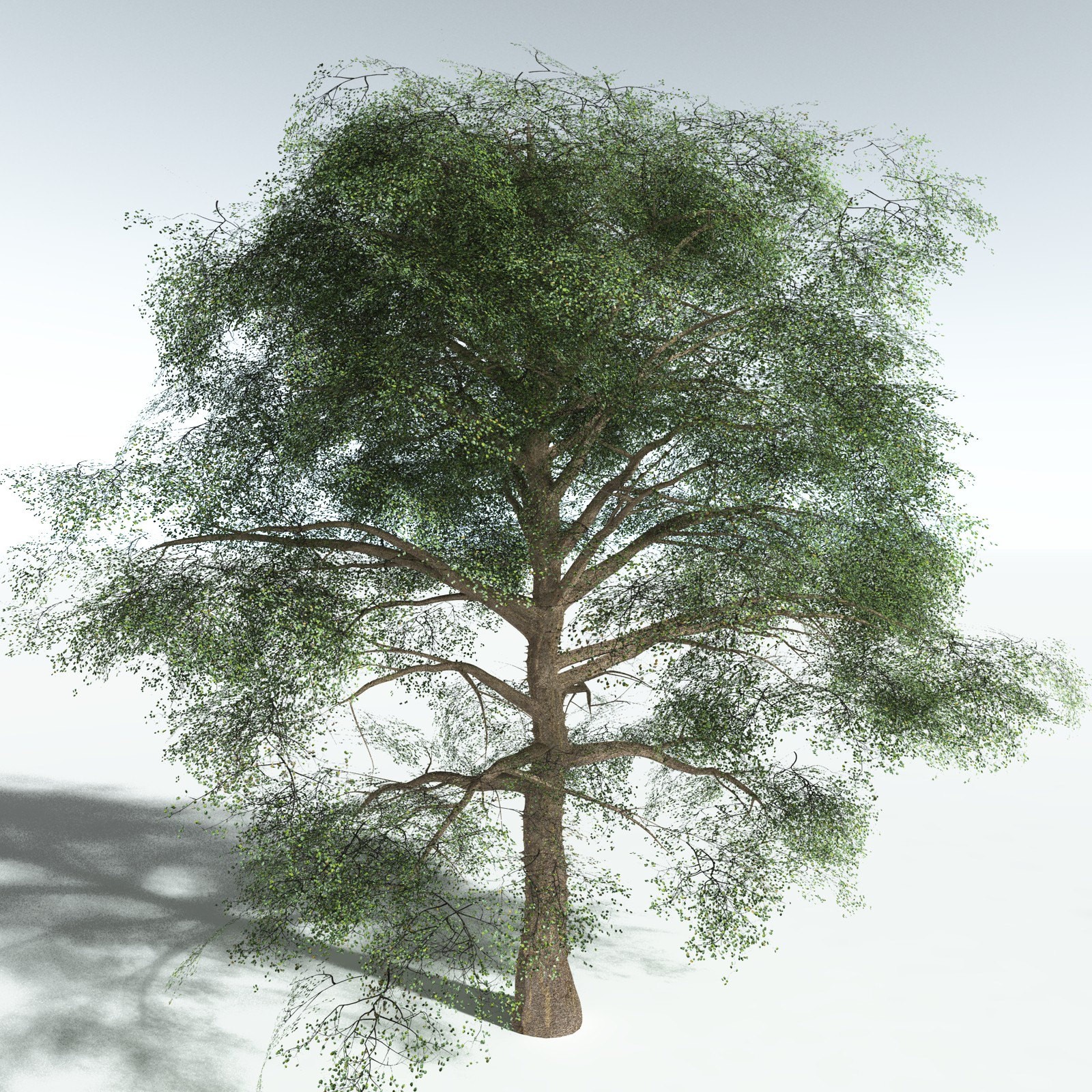 EVERYPlant Cotton Tree for Vue by N/A