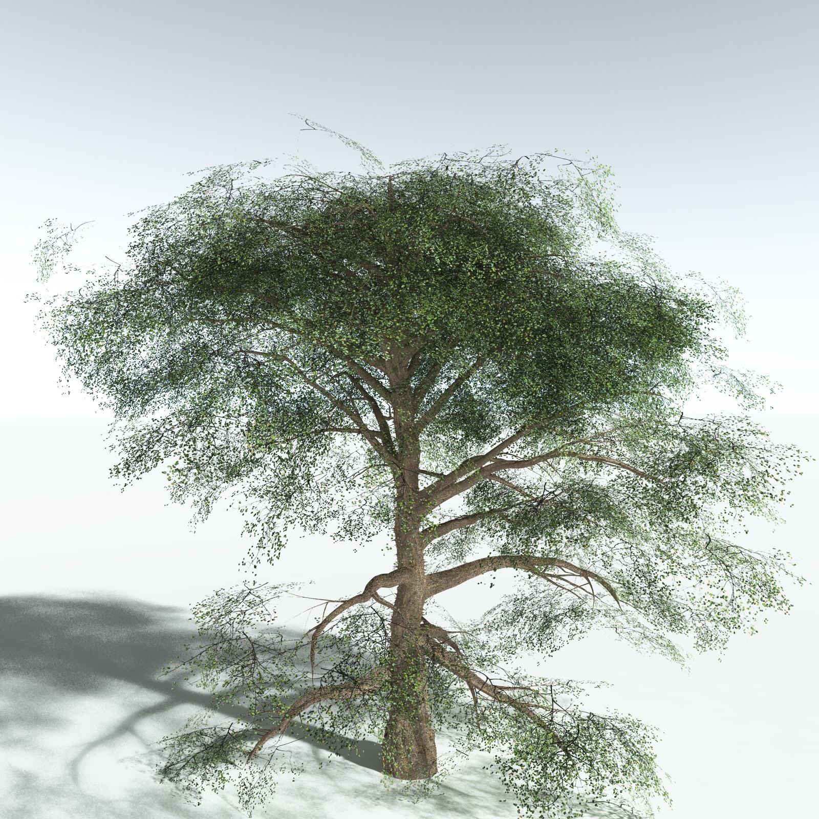 EVERYPlant Cotton Tree for Vue by N/A