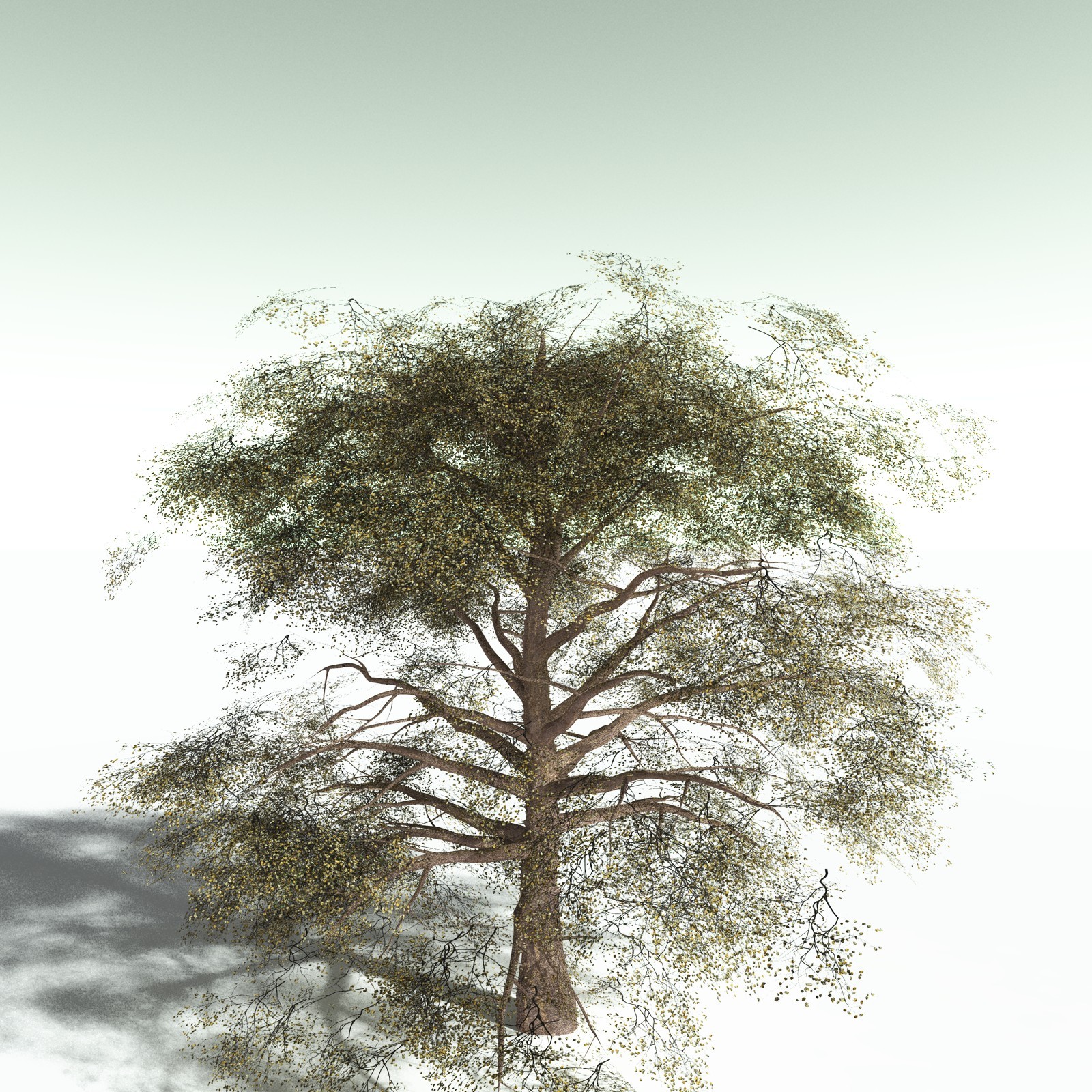 EVERYPlant Cotton Tree for Vue by N/A