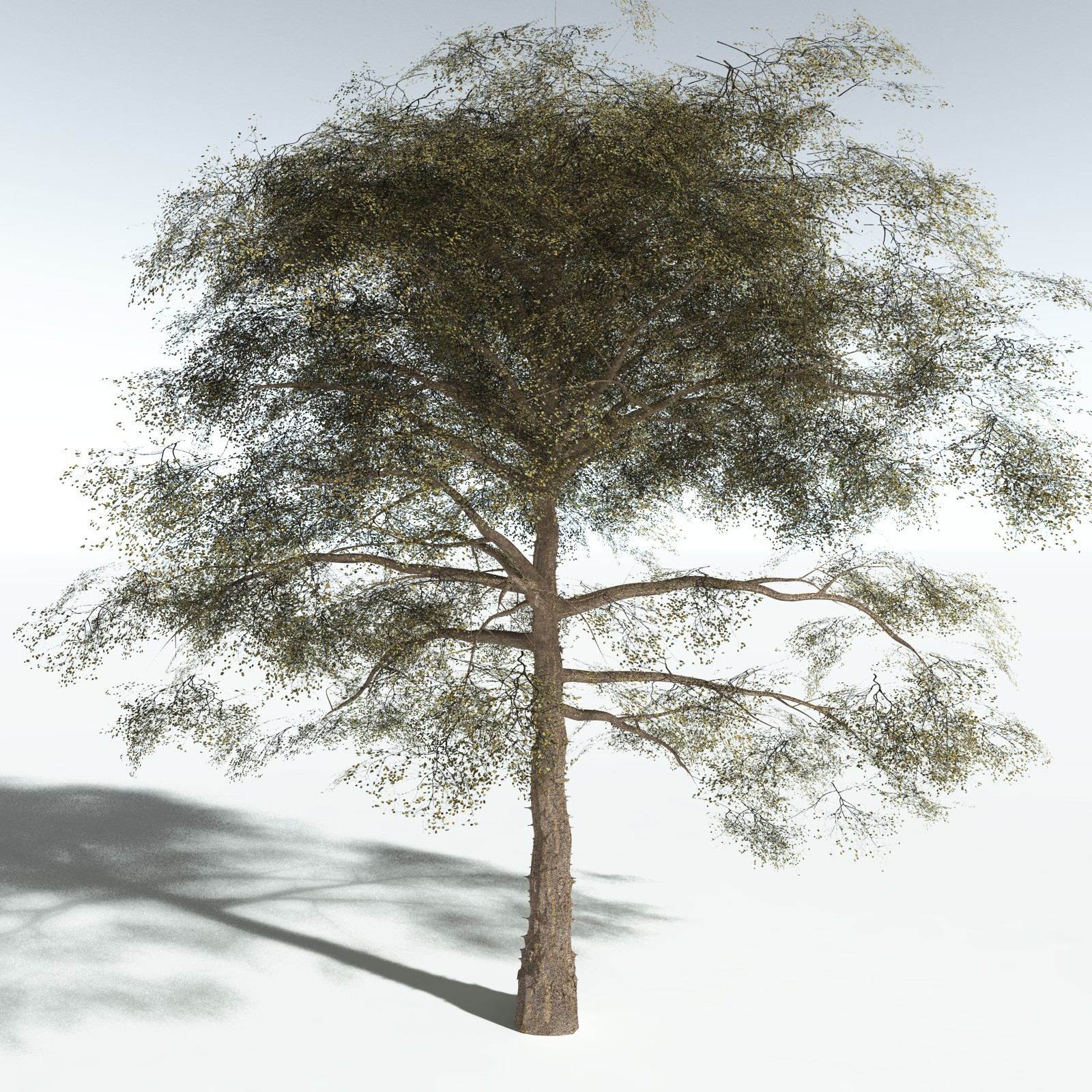 EVERYPlant Cotton Tree for Vue by N/A