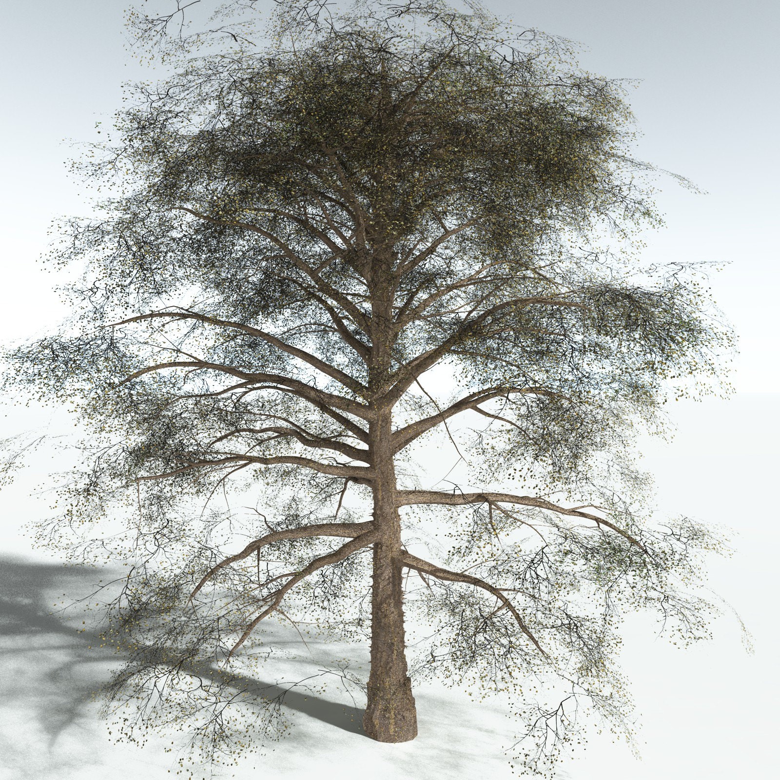 EVERYPlant Cotton Tree for Vue by N/A