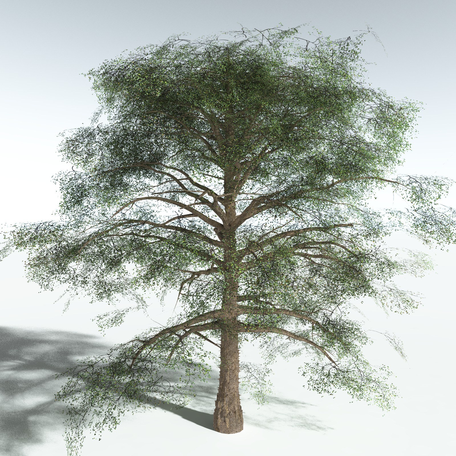 EVERYPlant Cotton Tree for Vue by N/A