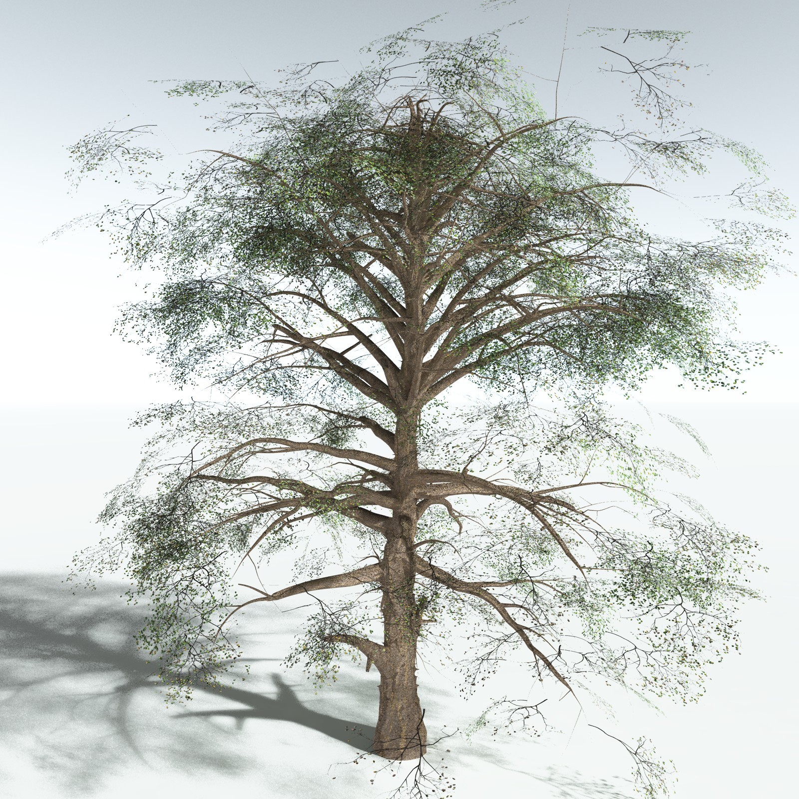 EVERYPlant Cotton Tree for Vue by N/A