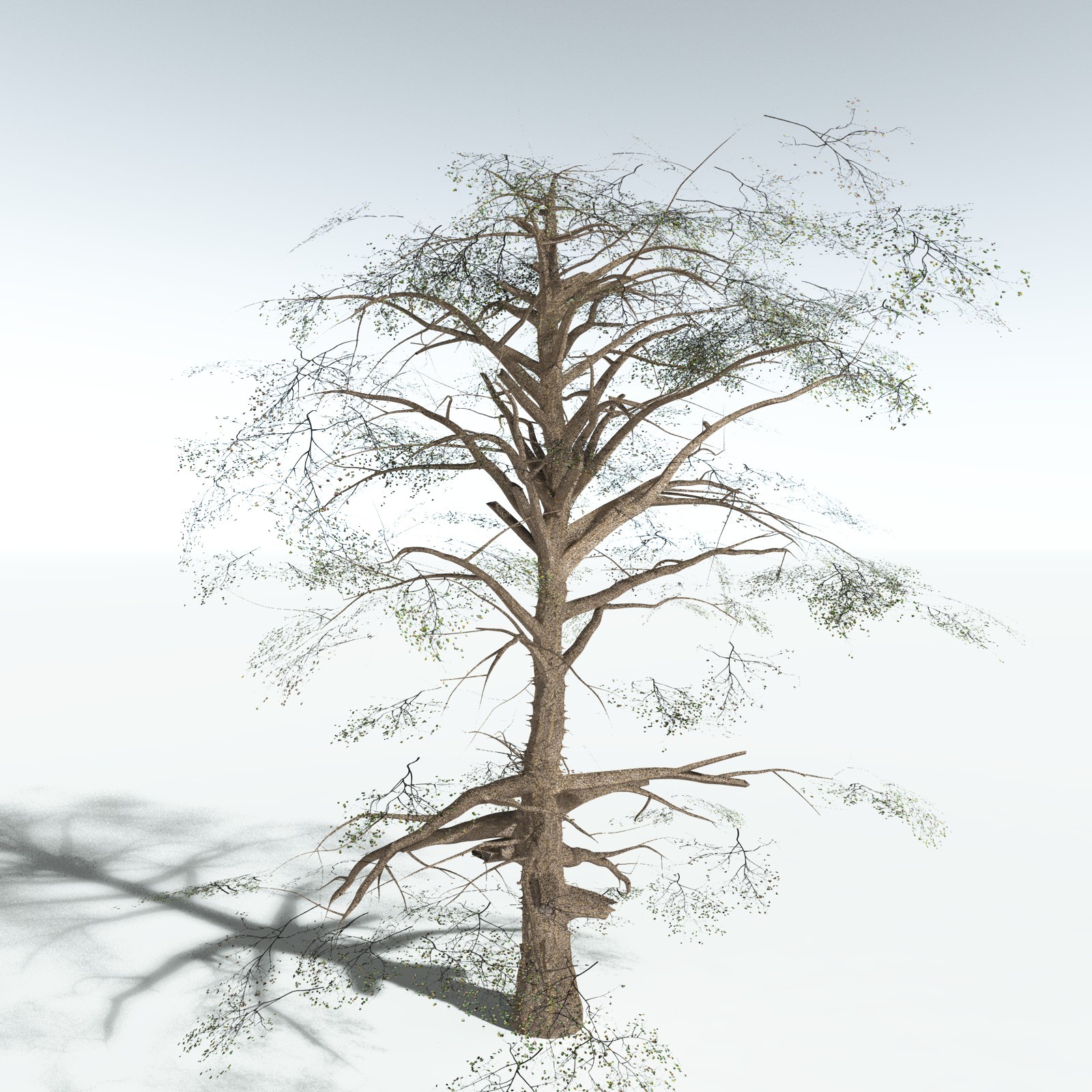 EVERYPlant Cotton Tree for Vue by N/A