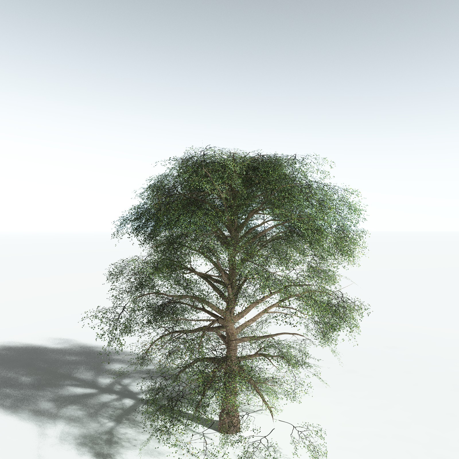 EVERYPlant Cotton Tree for Vue by N/A