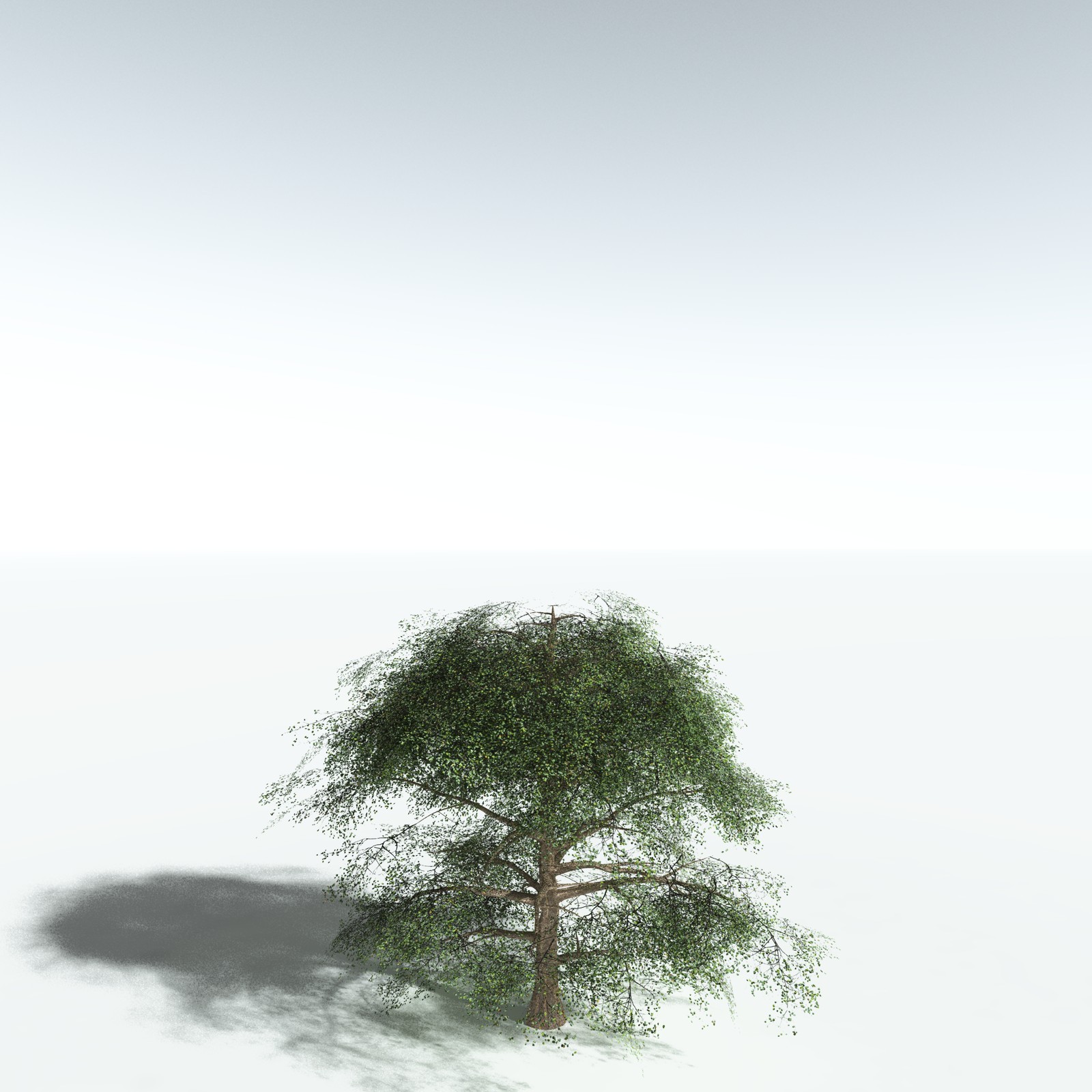 EVERYPlant Cotton Tree for Vue by N/A