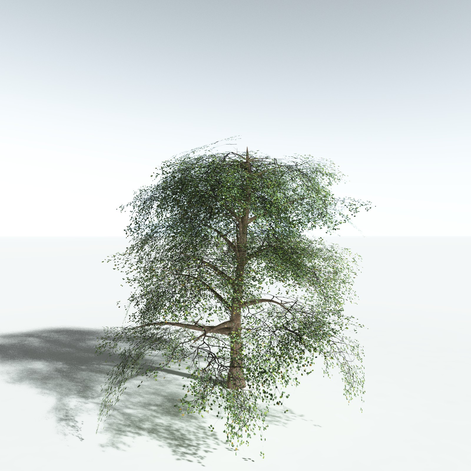 EVERYPlant Cotton Tree for Vue by N/A