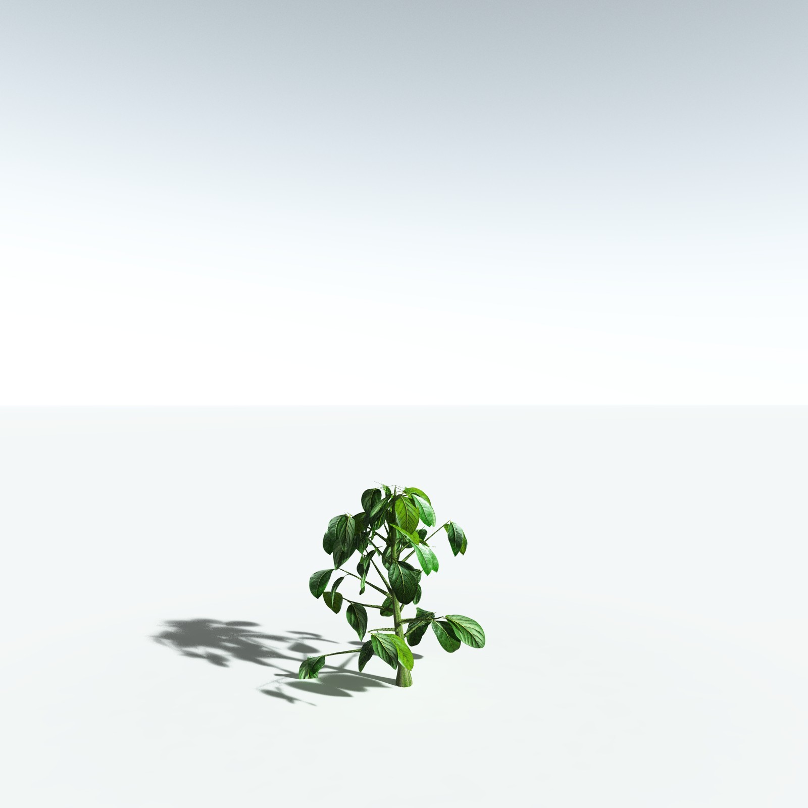 EVERYPlant Cotton Tree for Vue by N/A