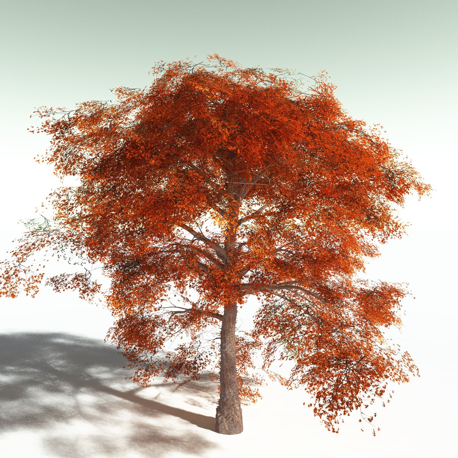 EVERYPlant Cotton Tree for Poser by N/A