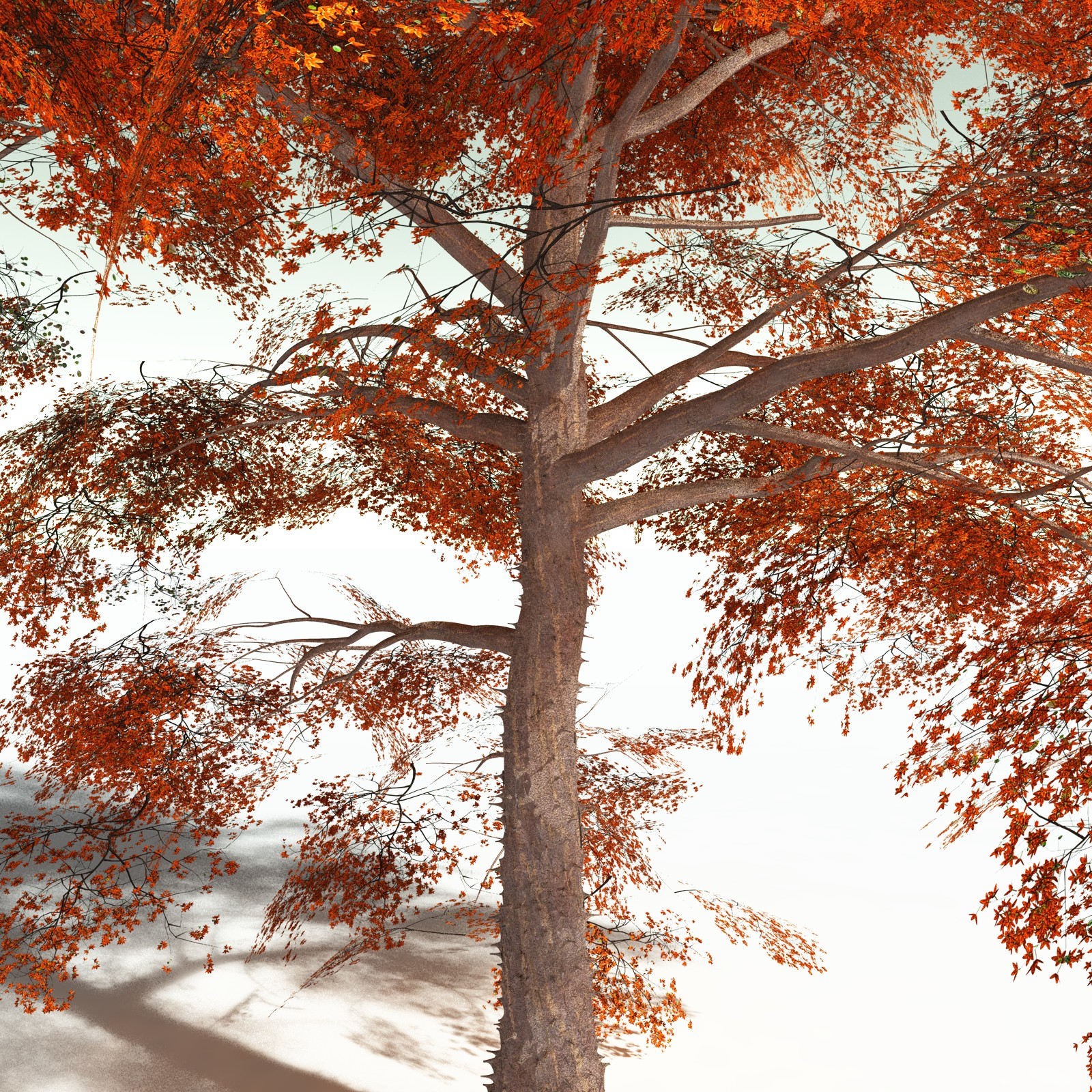 EVERYPlant Cotton Tree for Poser by N/A