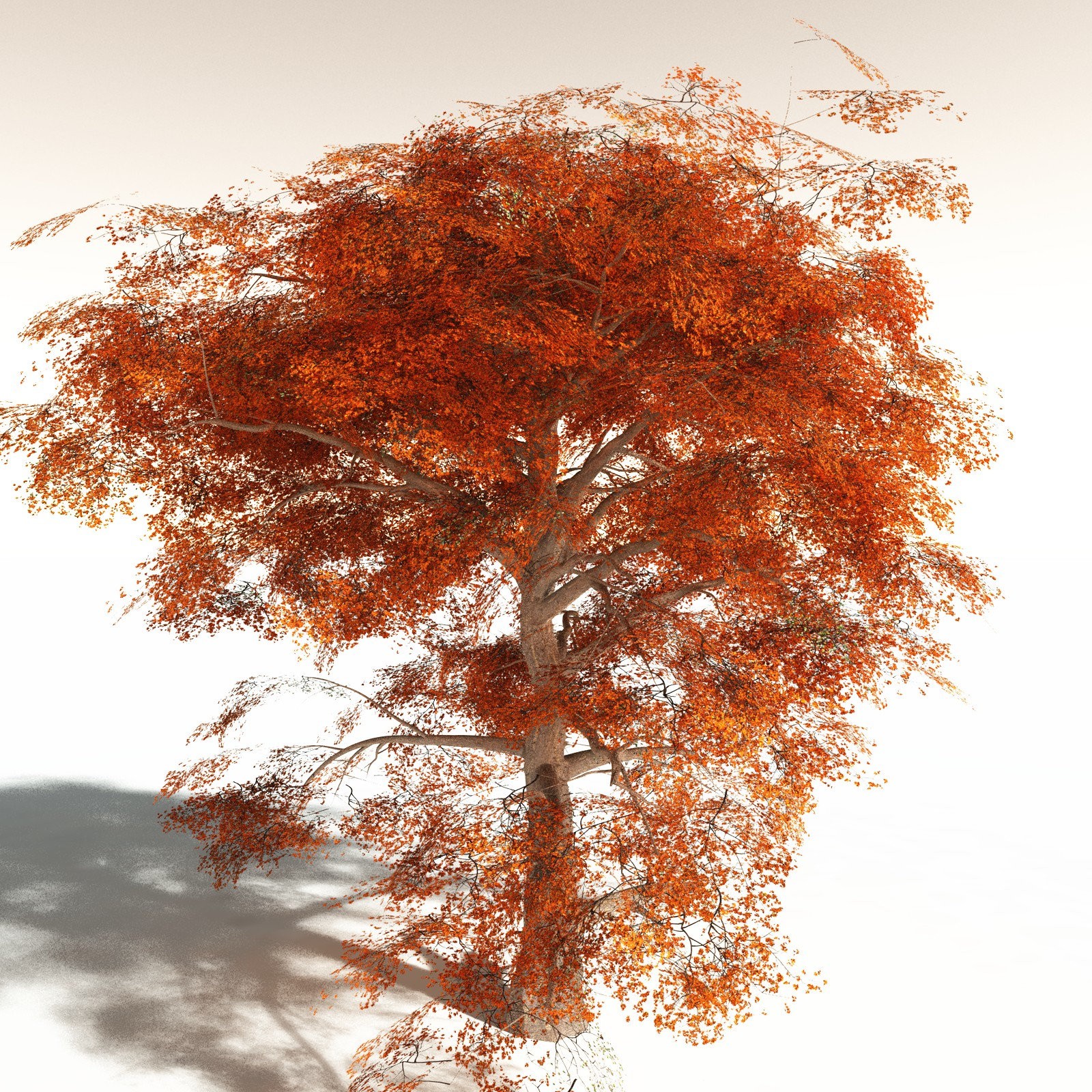 EVERYPlant Cotton Tree for Poser by N/A