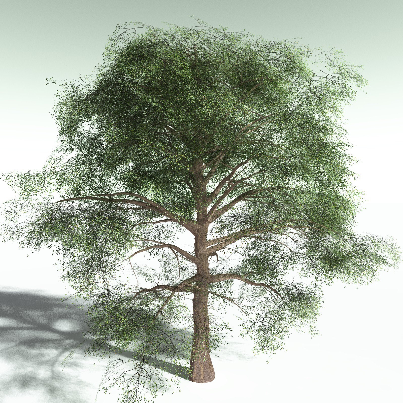 EVERYPlant Cotton Tree for Poser by N/A