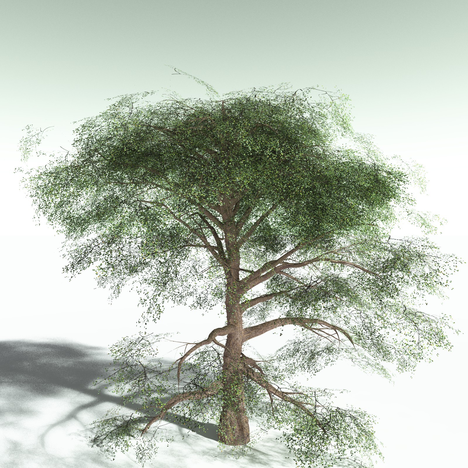 EVERYPlant Cotton Tree for Poser by N/A