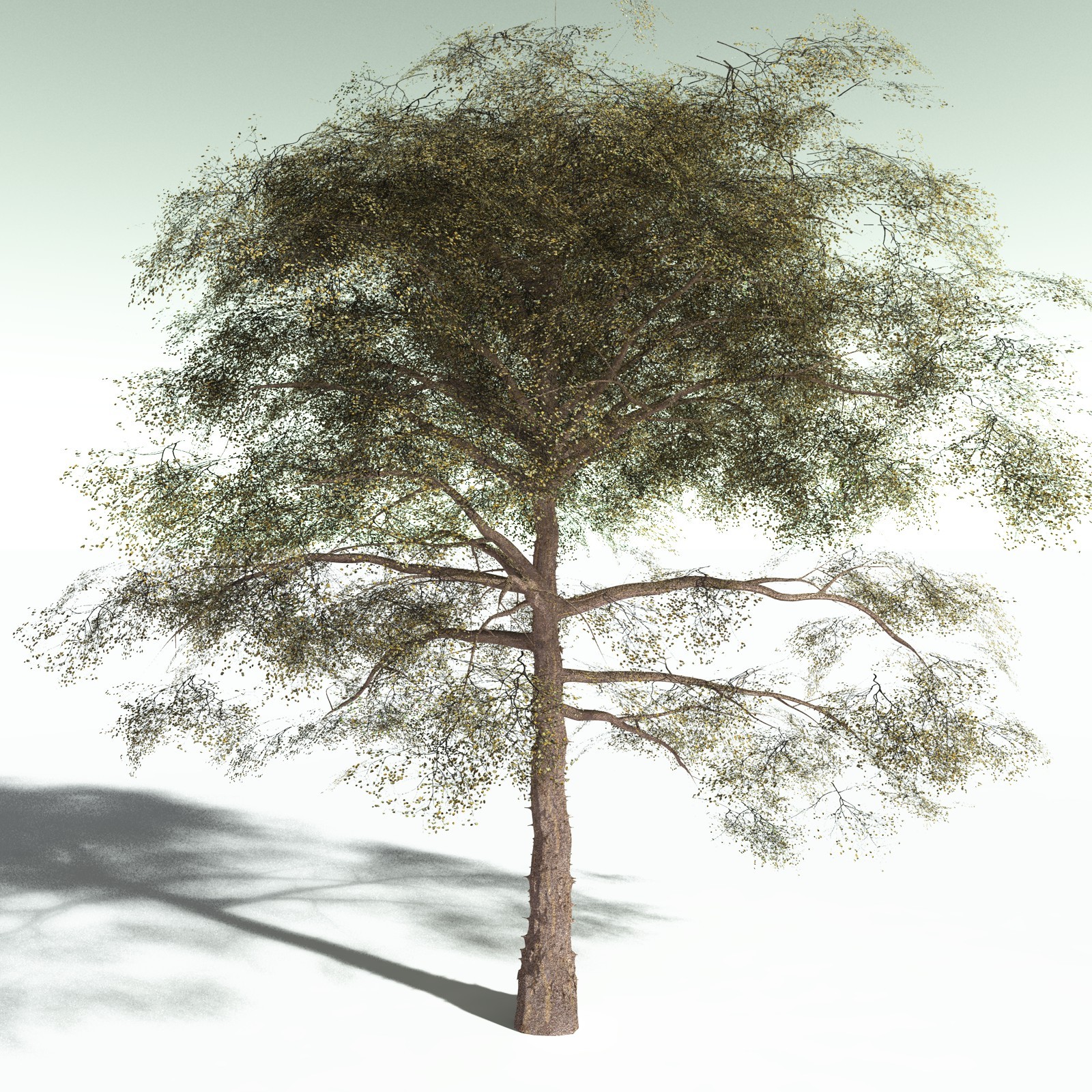 EVERYPlant Cotton Tree for Poser by N/A