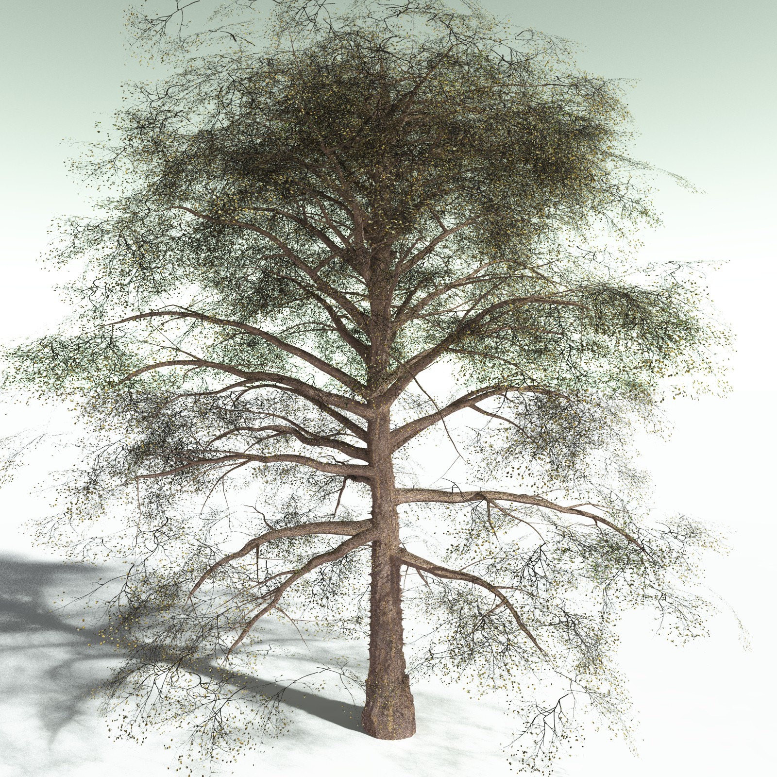 EVERYPlant Cotton Tree for Poser by N/A
