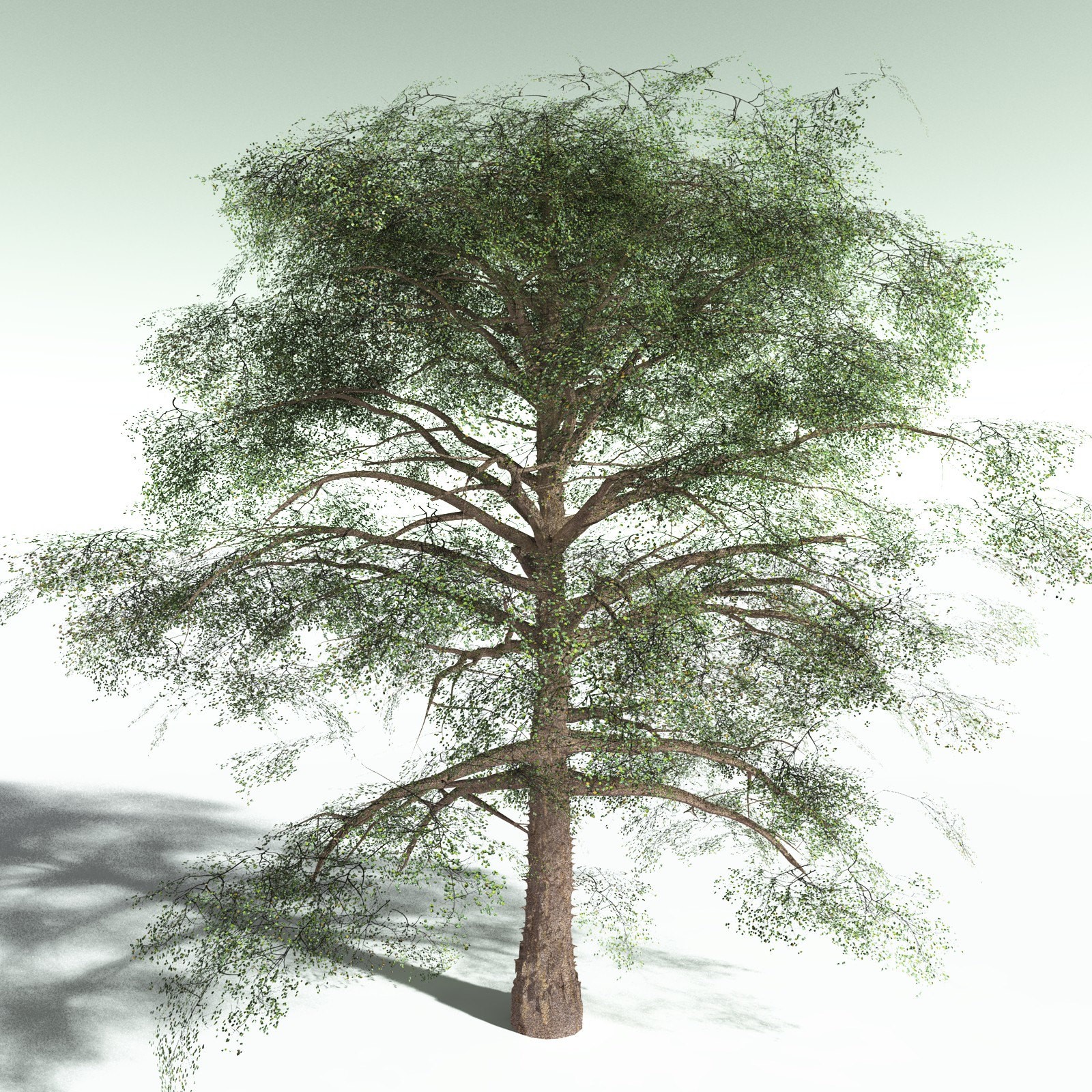EVERYPlant Cotton Tree for Poser by N/A