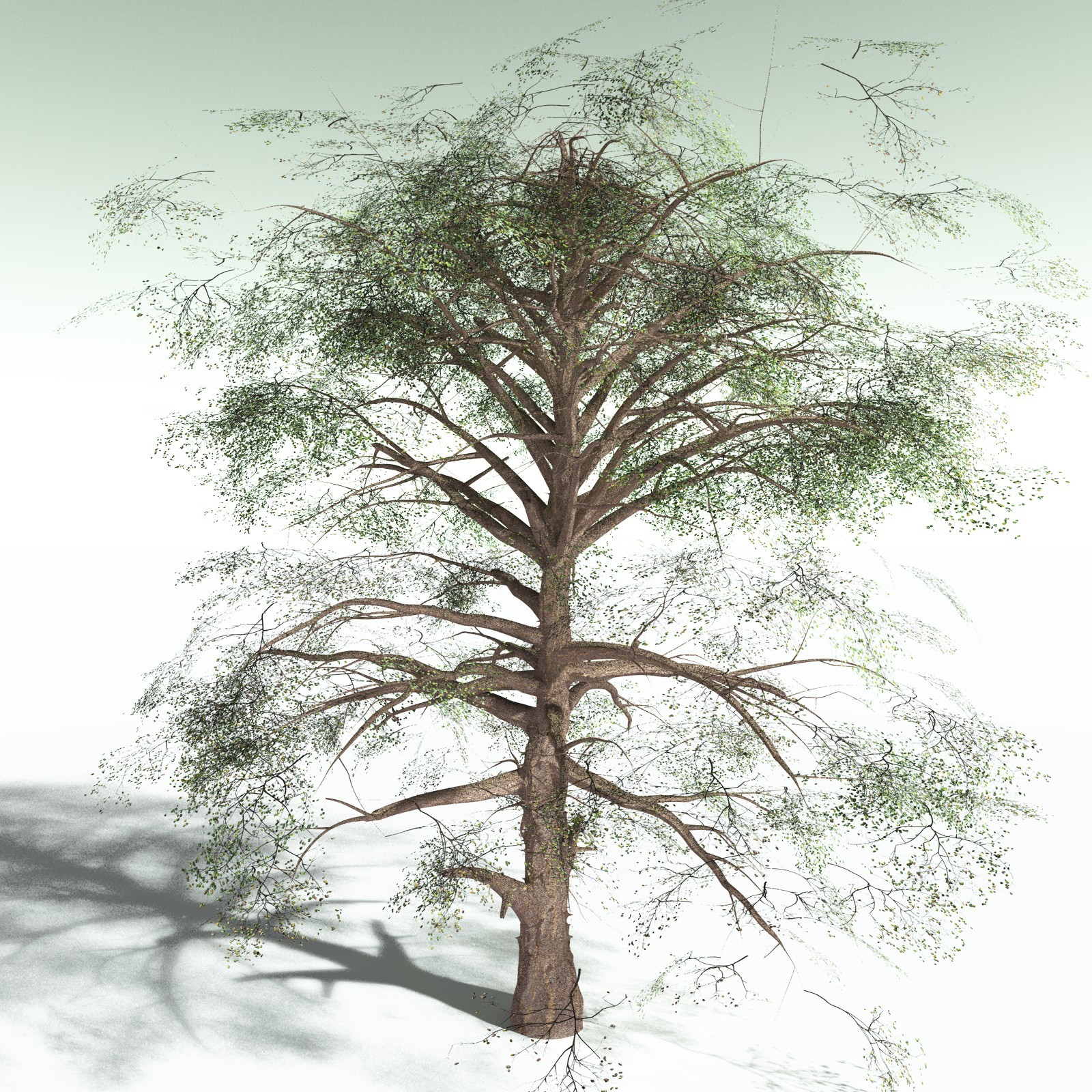 EVERYPlant Cotton Tree for Poser by N/A