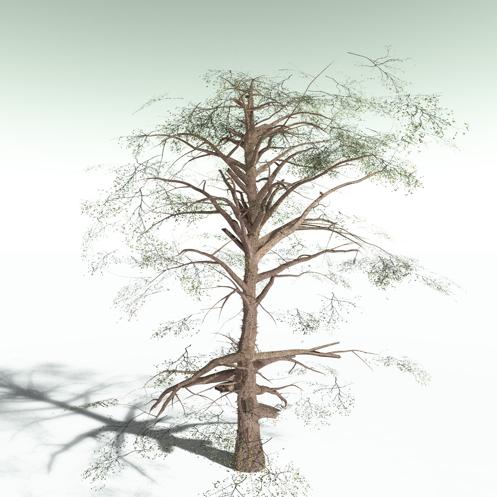 EVERYPlant Cotton Tree for Poser by N/A