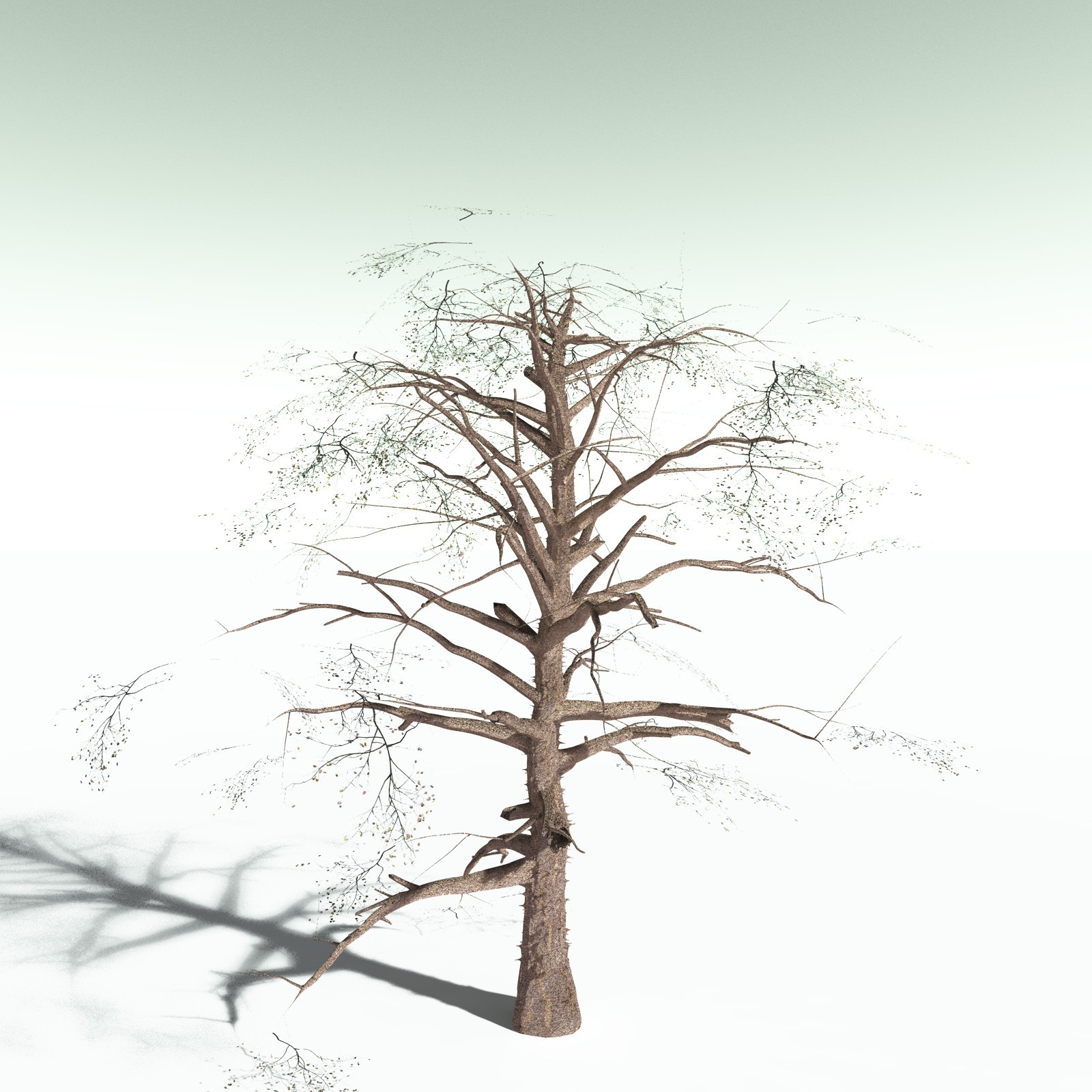 EVERYPlant Cotton Tree for Poser by N/A