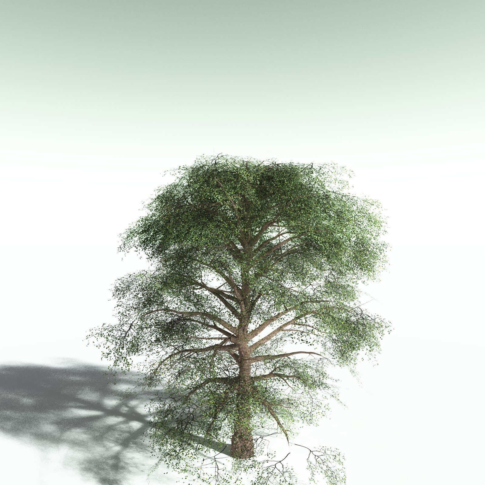EVERYPlant Cotton Tree for Poser by N/A