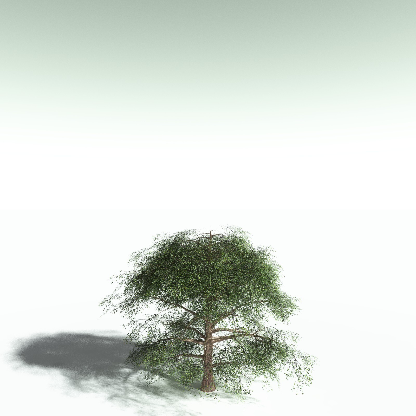EVERYPlant Cotton Tree for Poser by N/A