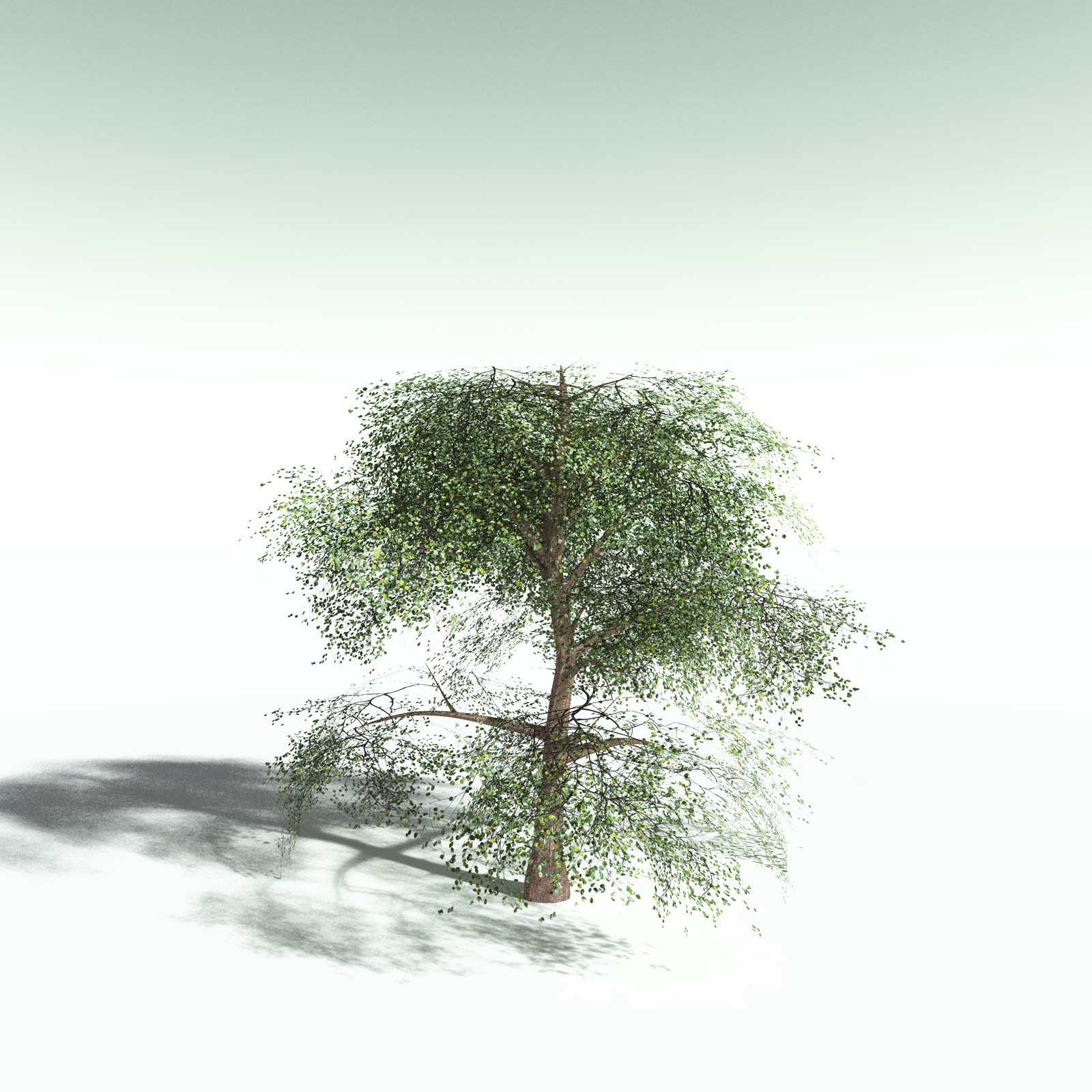 EVERYPlant Cotton Tree for Poser by N/A