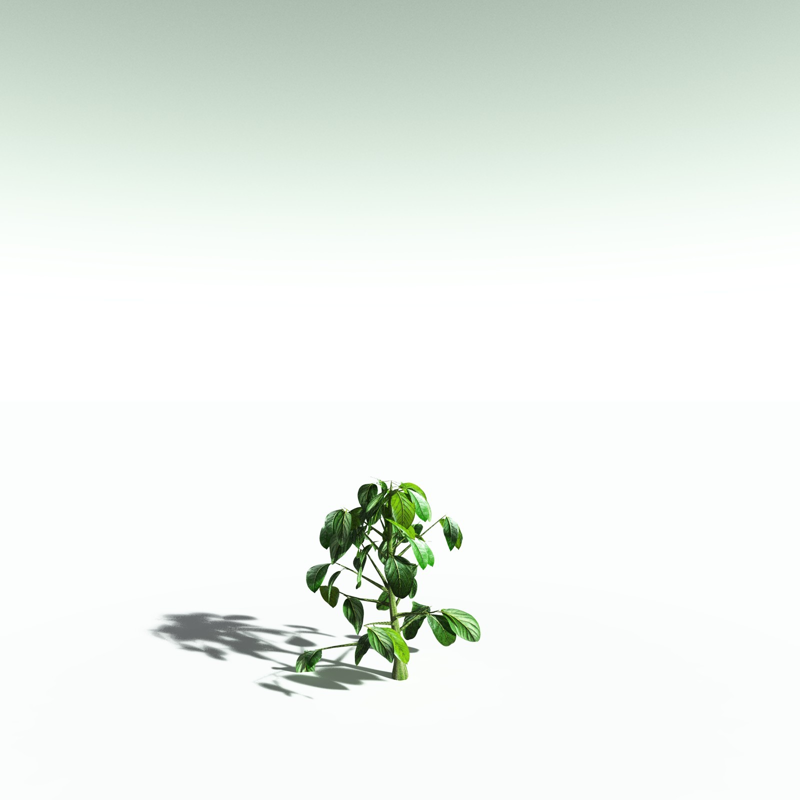 EVERYPlant Cotton Tree for Poser by N/A