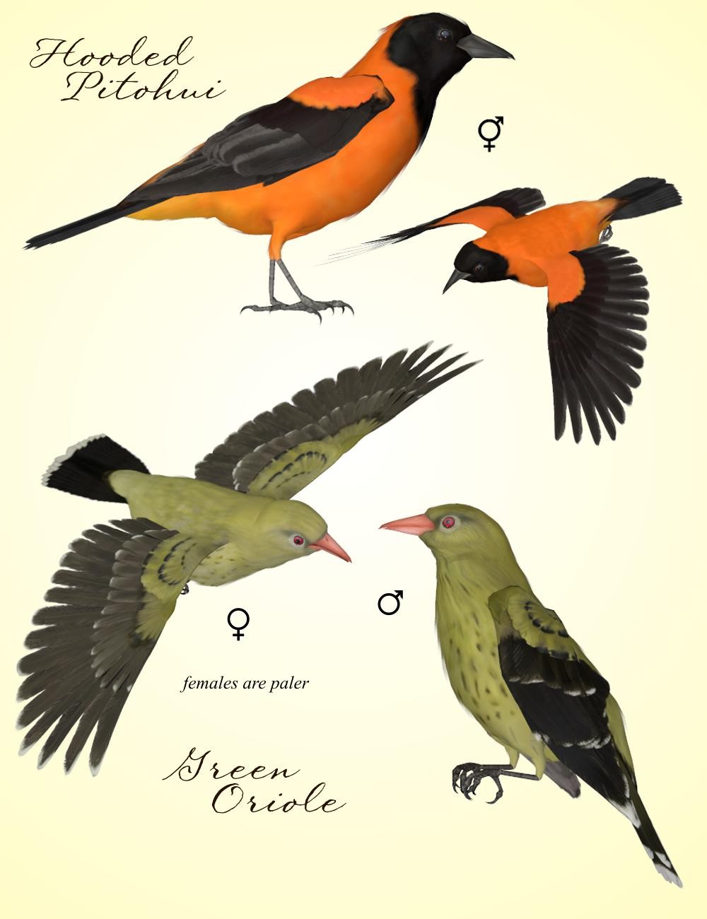 Songbird ReMix Orioles of the Old World by N/A