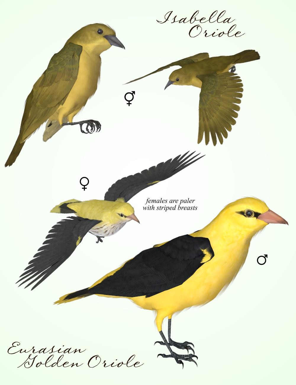 Songbird ReMix Orioles of the Old World by N/A