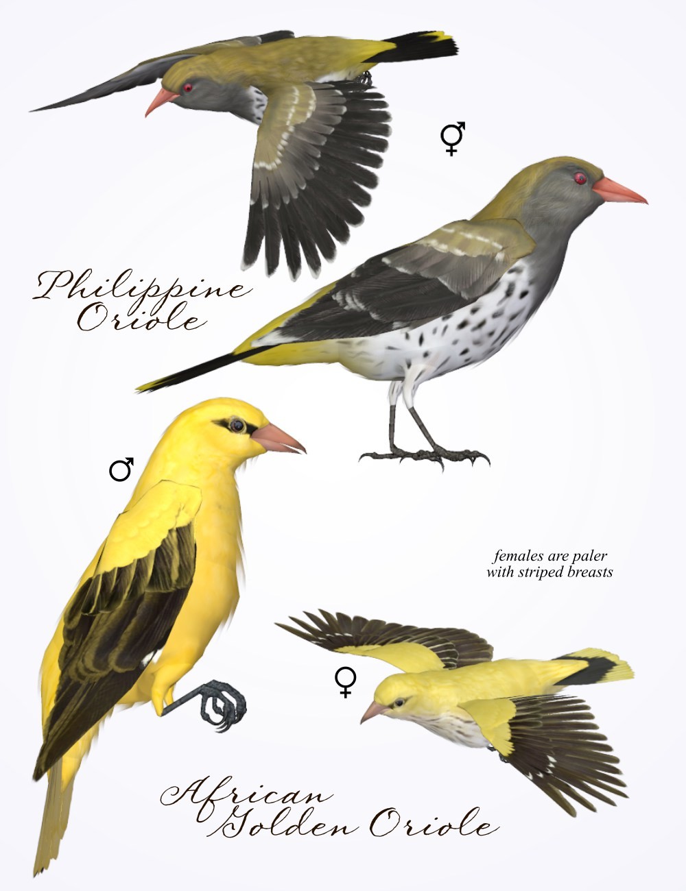 Songbird ReMix Orioles of the Old World by N/A