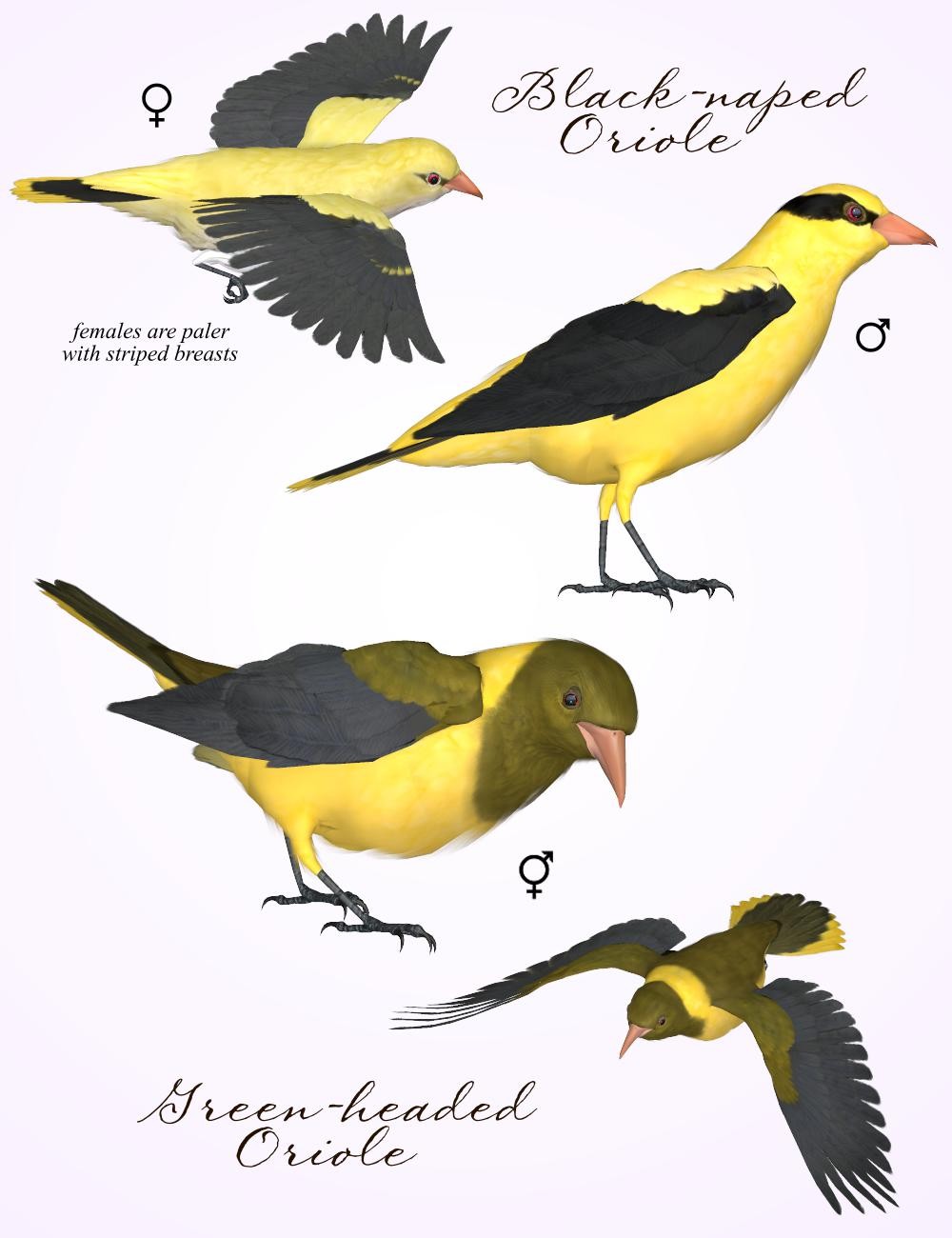 Songbird ReMix Orioles of the Old World by N/A