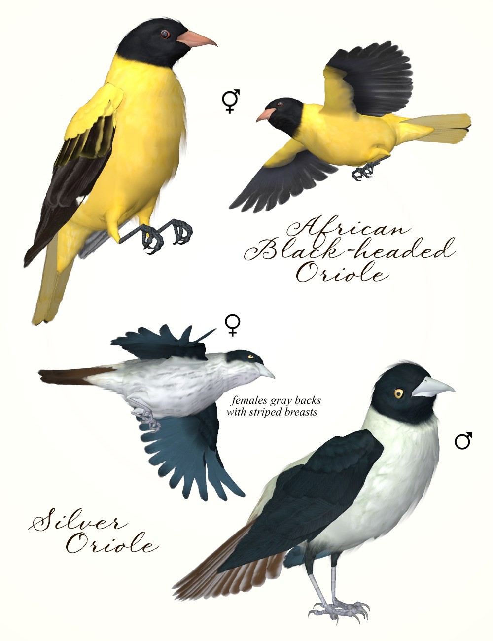 Songbird ReMix Orioles of the Old World by N/A