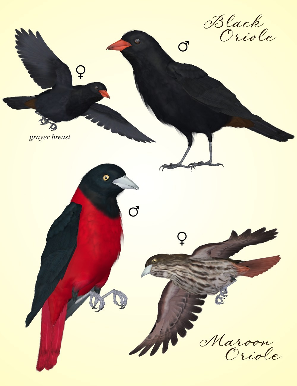 Songbird ReMix Orioles of the Old World by N/A