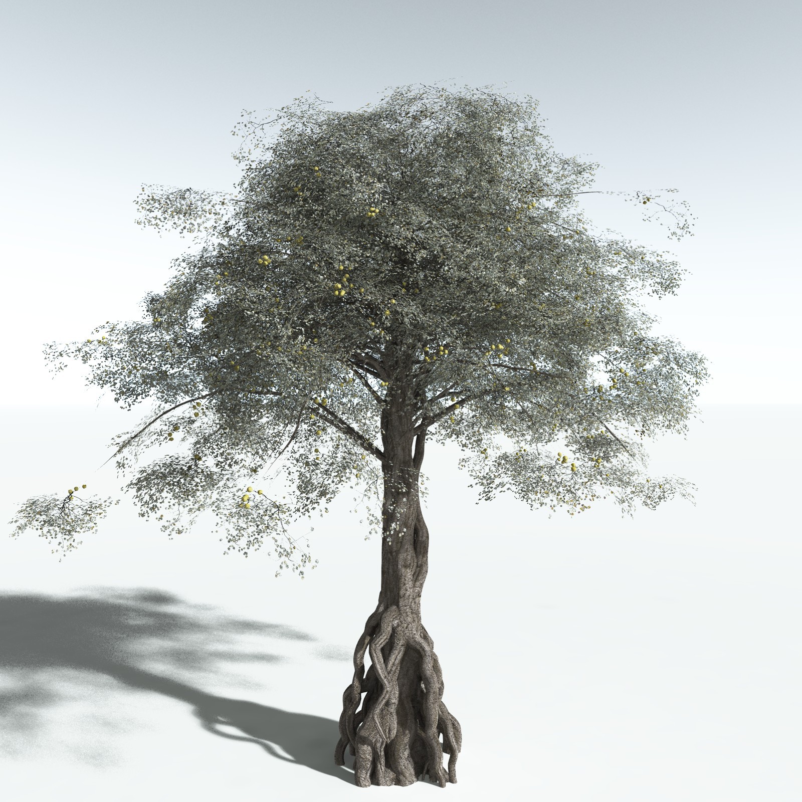 EVERYPlant Weeping Fig for Vue by N/A