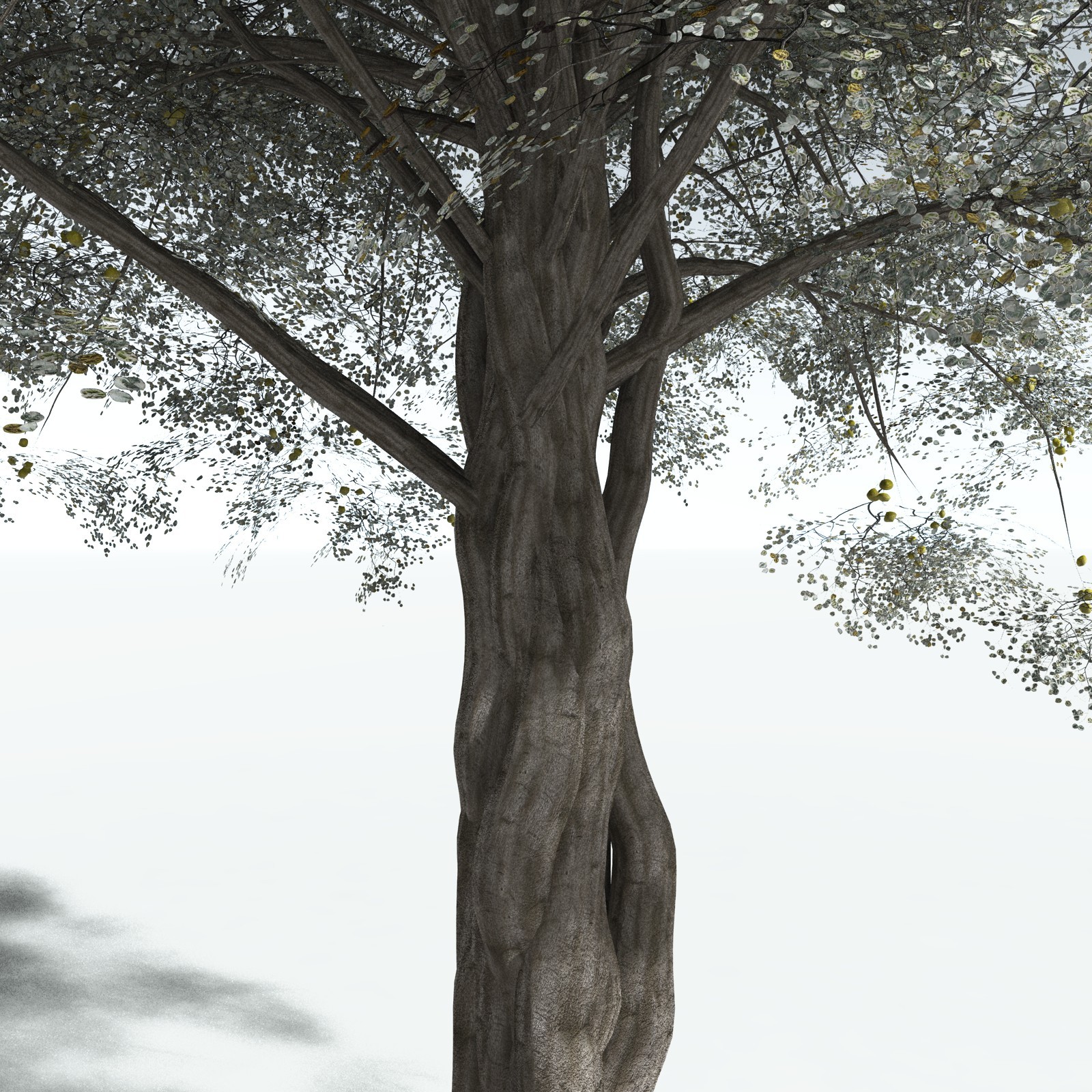 EVERYPlant Weeping Fig for Vue by N/A