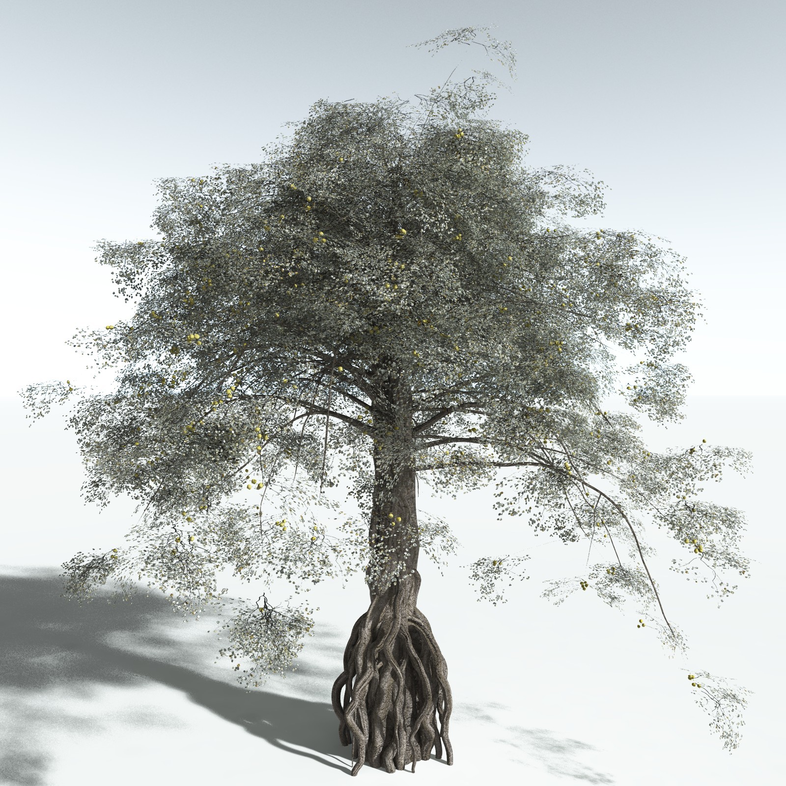 EVERYPlant Weeping Fig for Vue by N/A