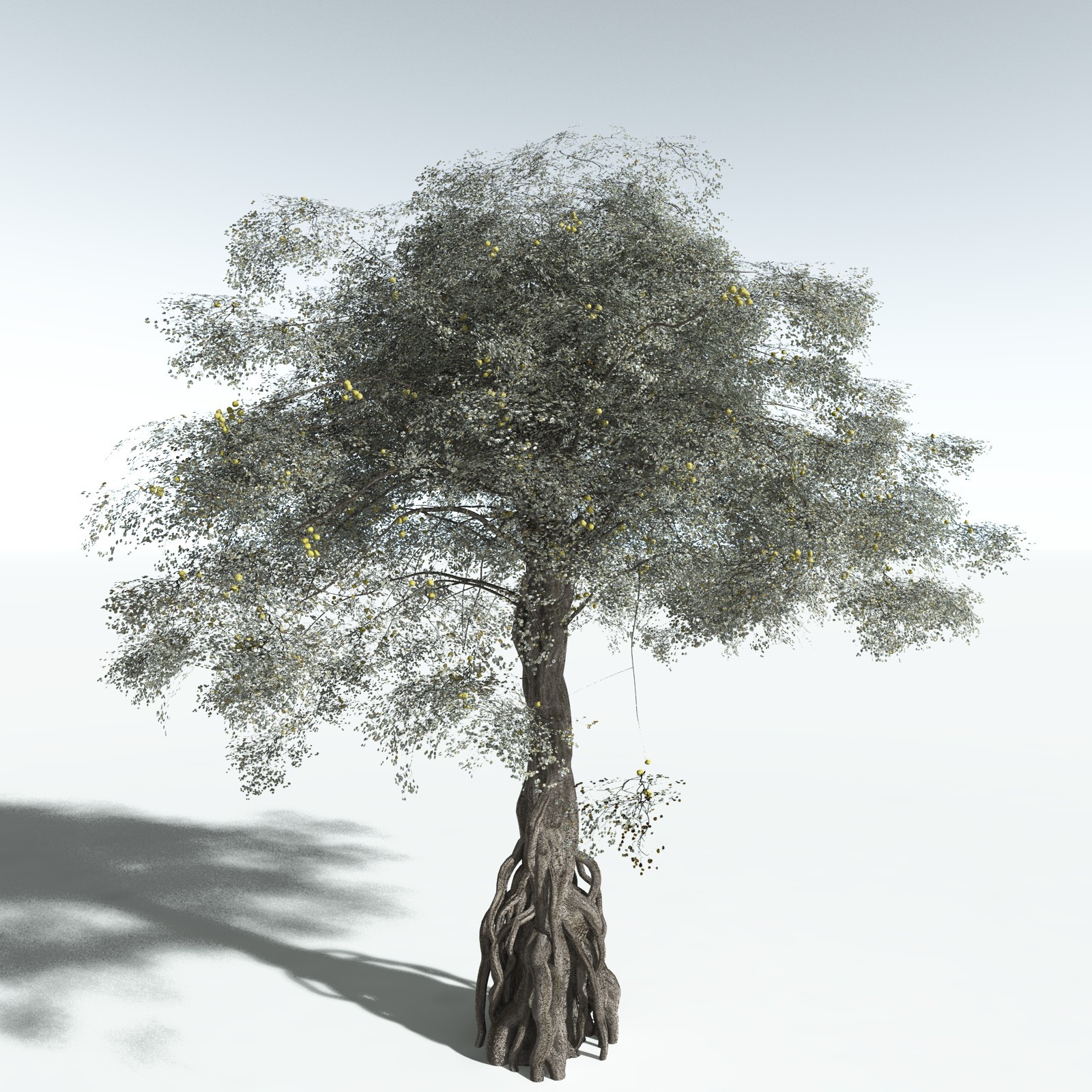 EVERYPlant Weeping Fig for Vue by N/A