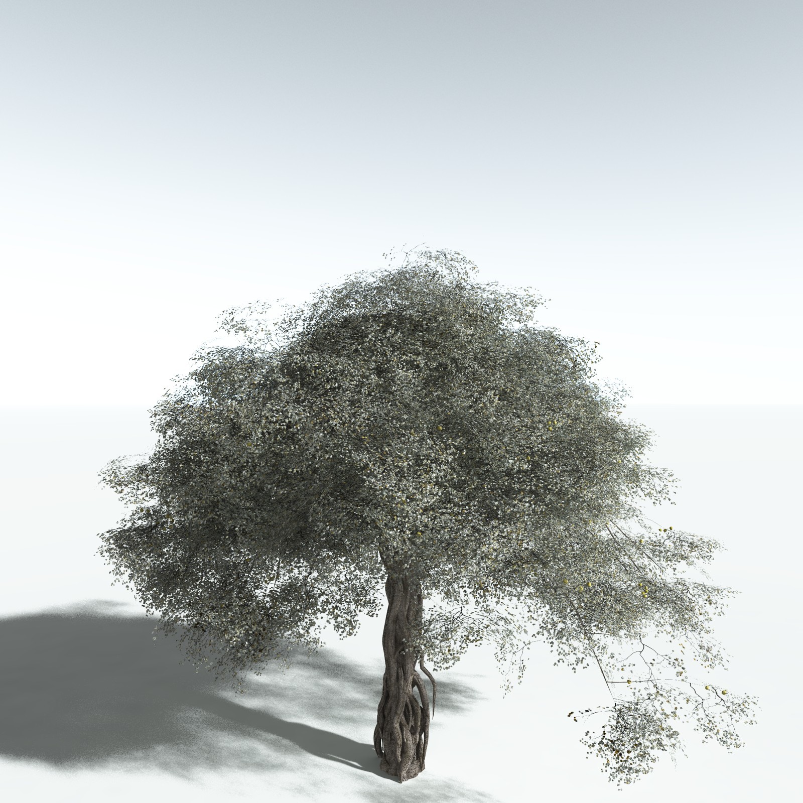 EVERYPlant Weeping Fig for Vue by N/A