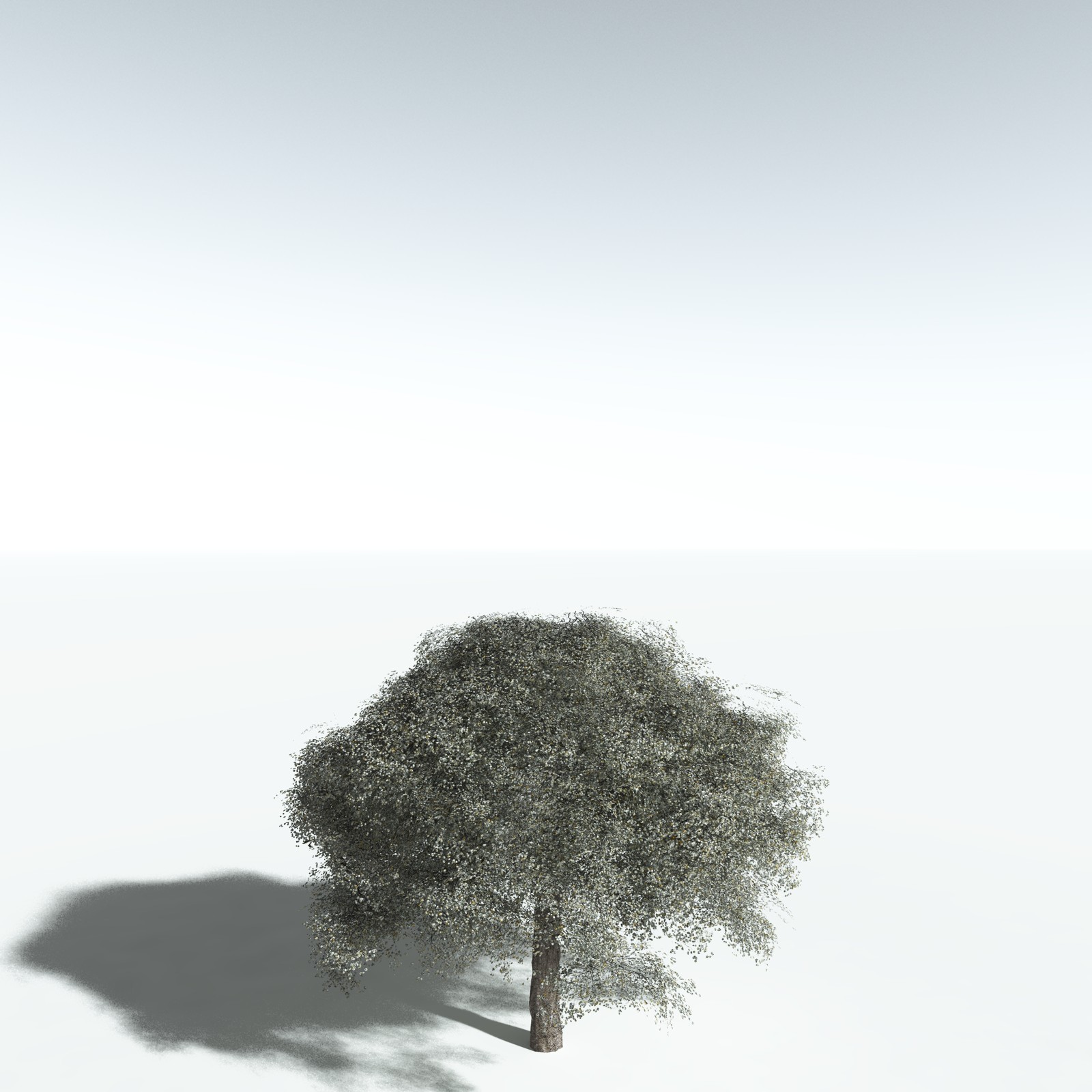 EVERYPlant Weeping Fig for Vue by N/A