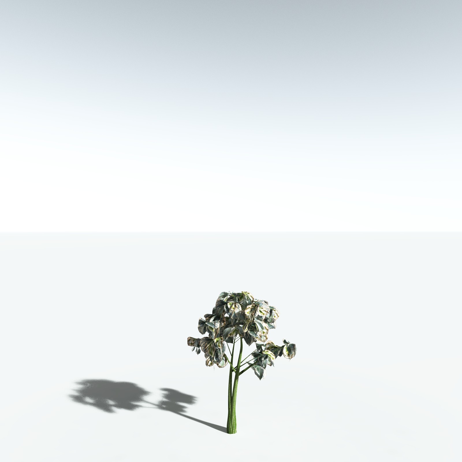 EVERYPlant Weeping Fig for Vue by N/A