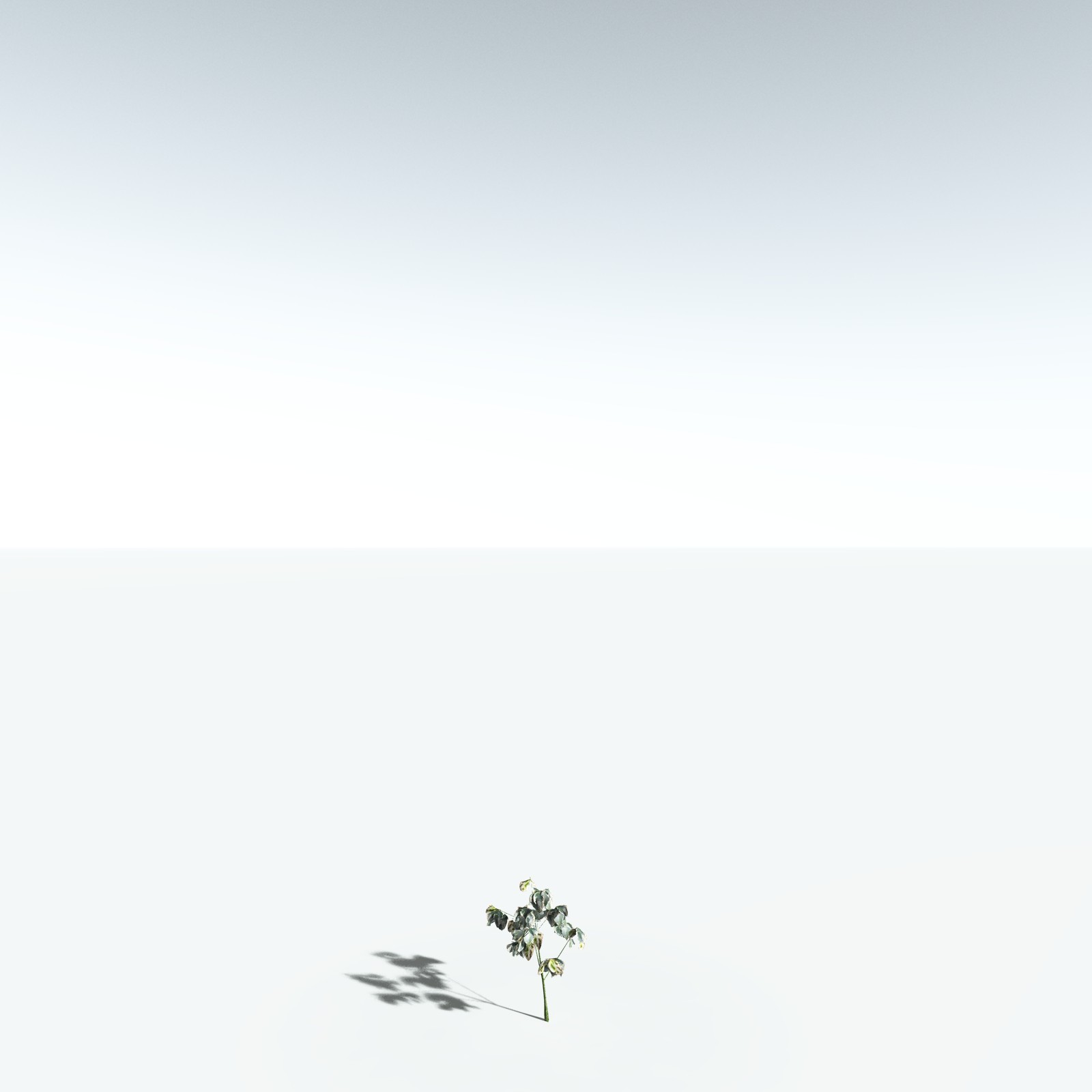 EVERYPlant Weeping Fig for Vue by N/A