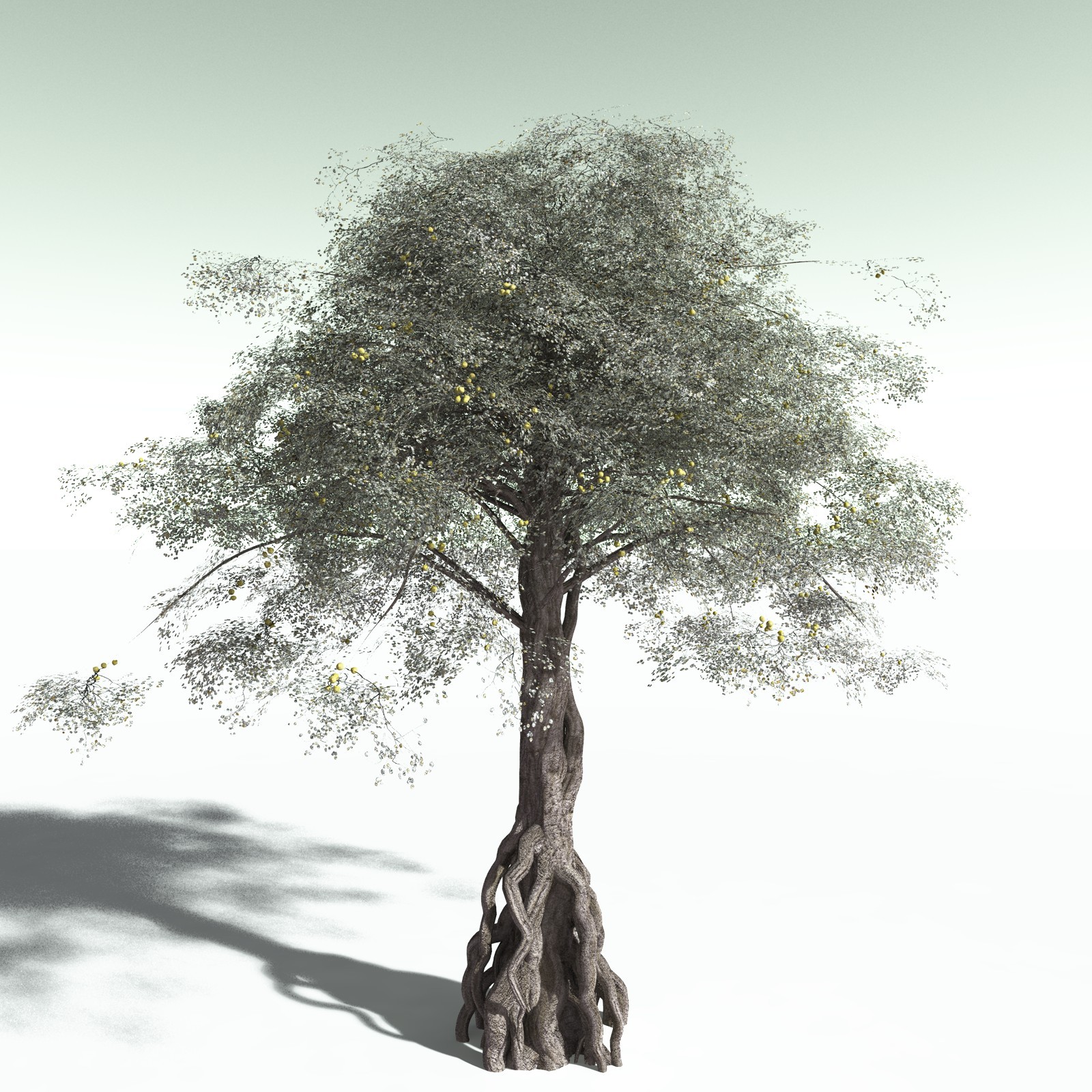 EVERYPlant Weeping Fig for Poser by N/A