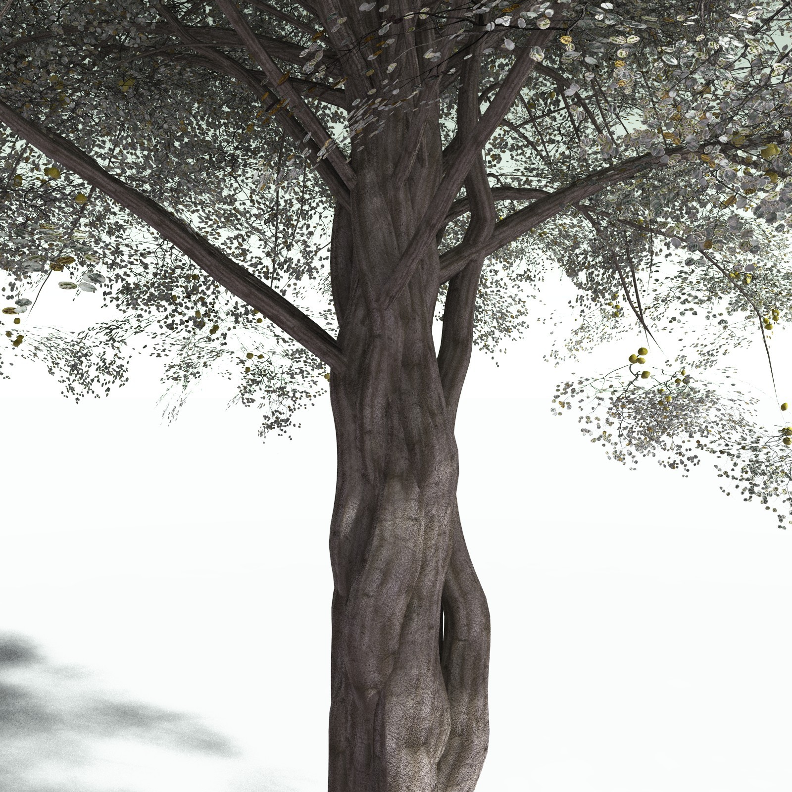 EVERYPlant Weeping Fig for Poser by N/A