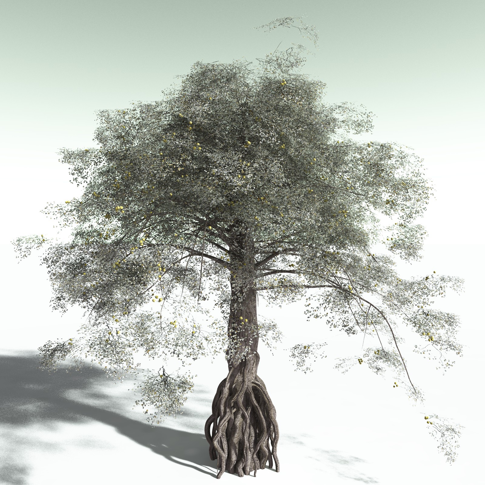 EVERYPlant Weeping Fig for Poser by N/A