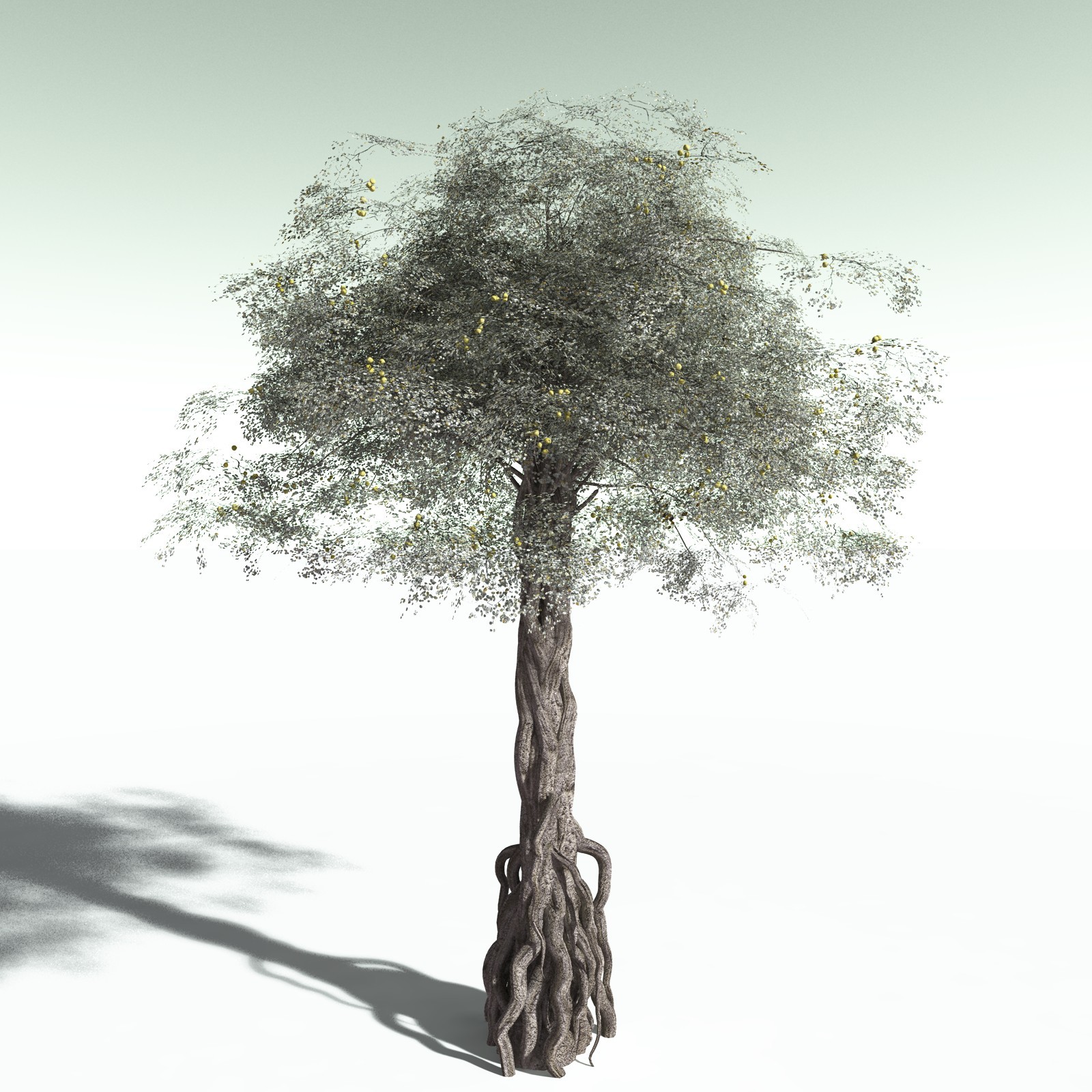 EVERYPlant Weeping Fig for Poser by N/A
