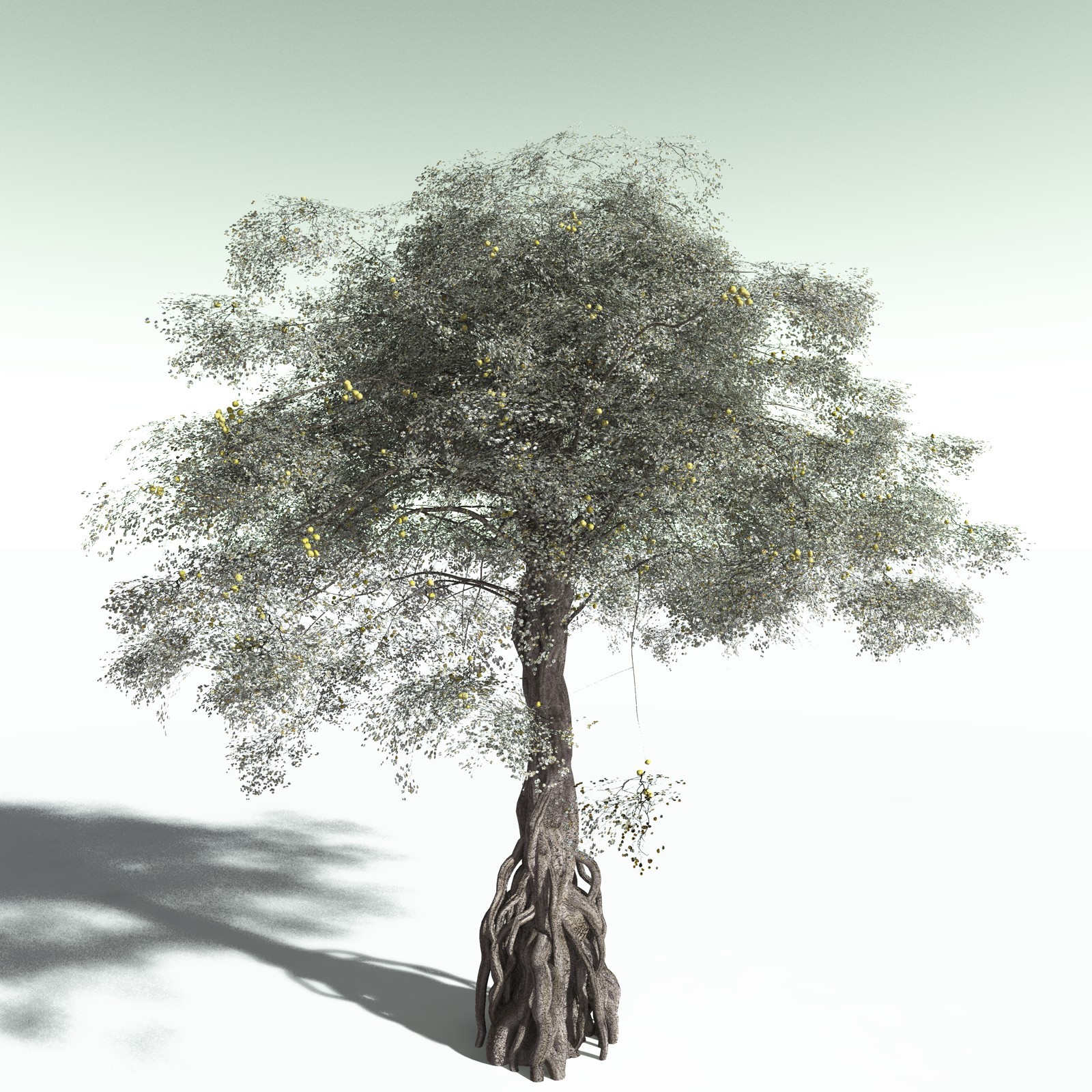 EVERYPlant Weeping Fig for Poser by N/A