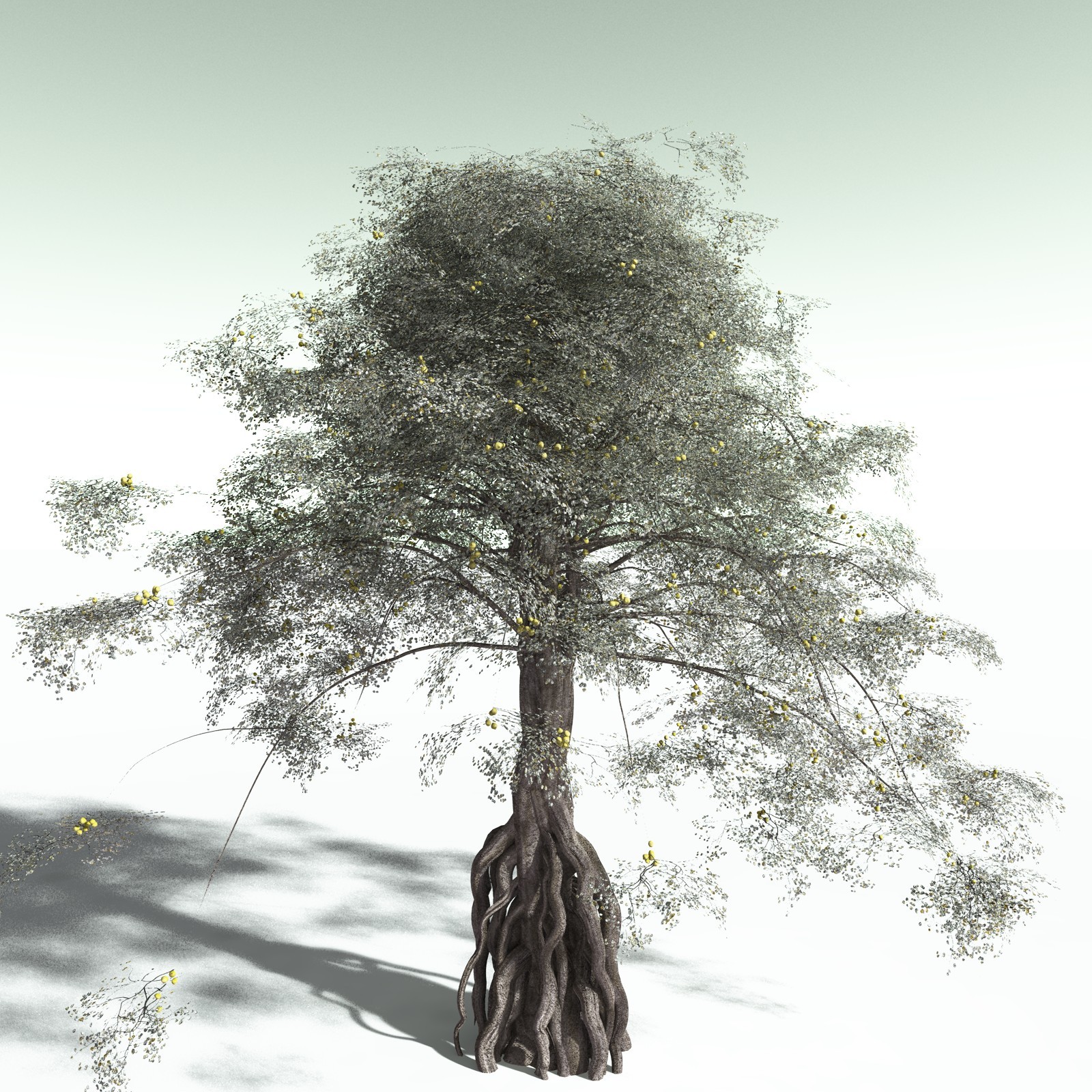 EVERYPlant Weeping Fig for Poser by N/A