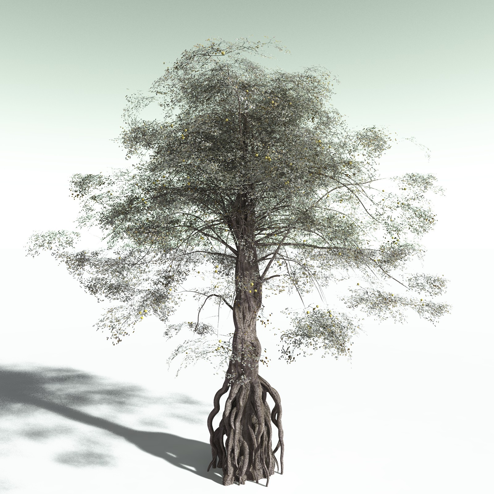 EVERYPlant Weeping Fig for Poser by N/A
