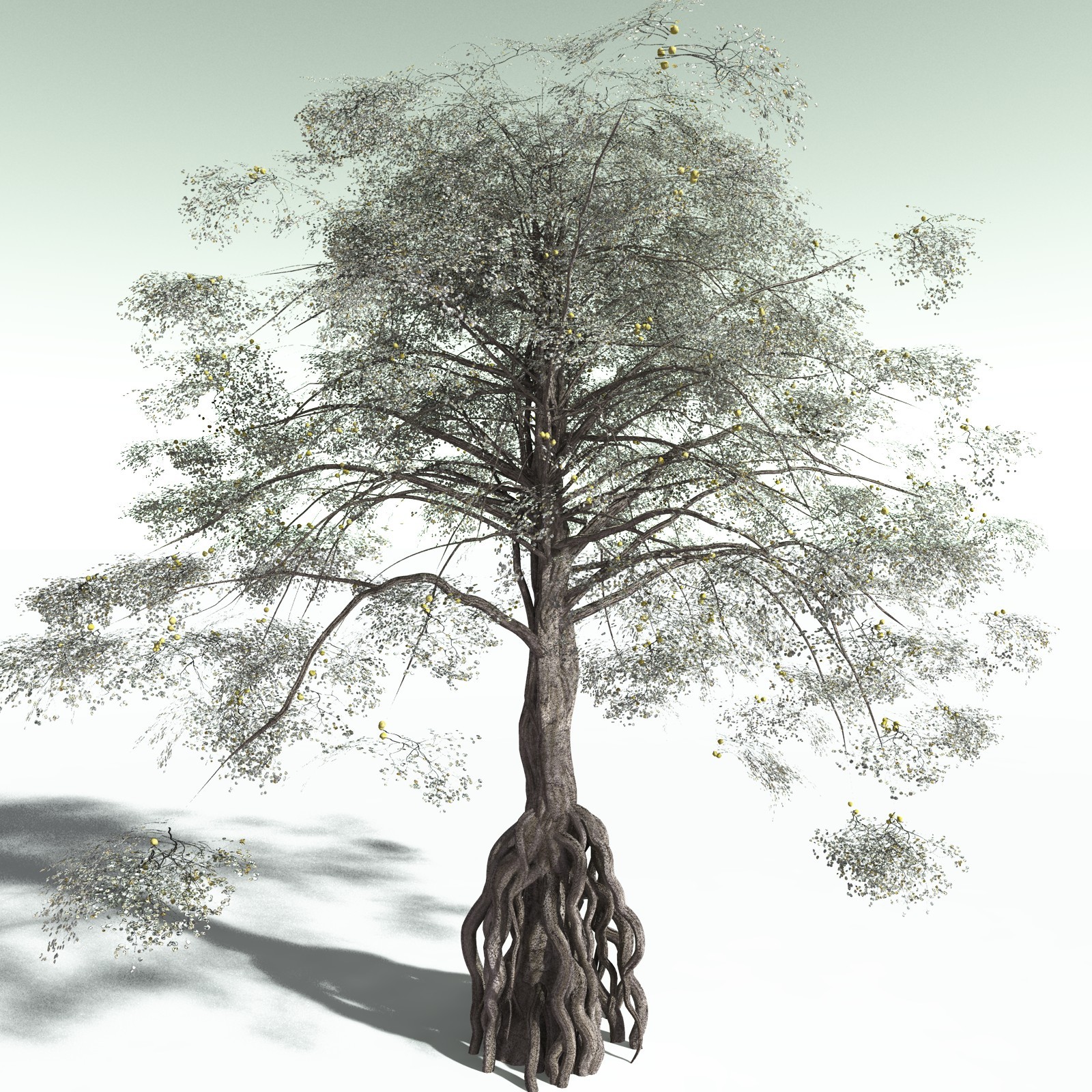 EVERYPlant Weeping Fig for Poser by N/A